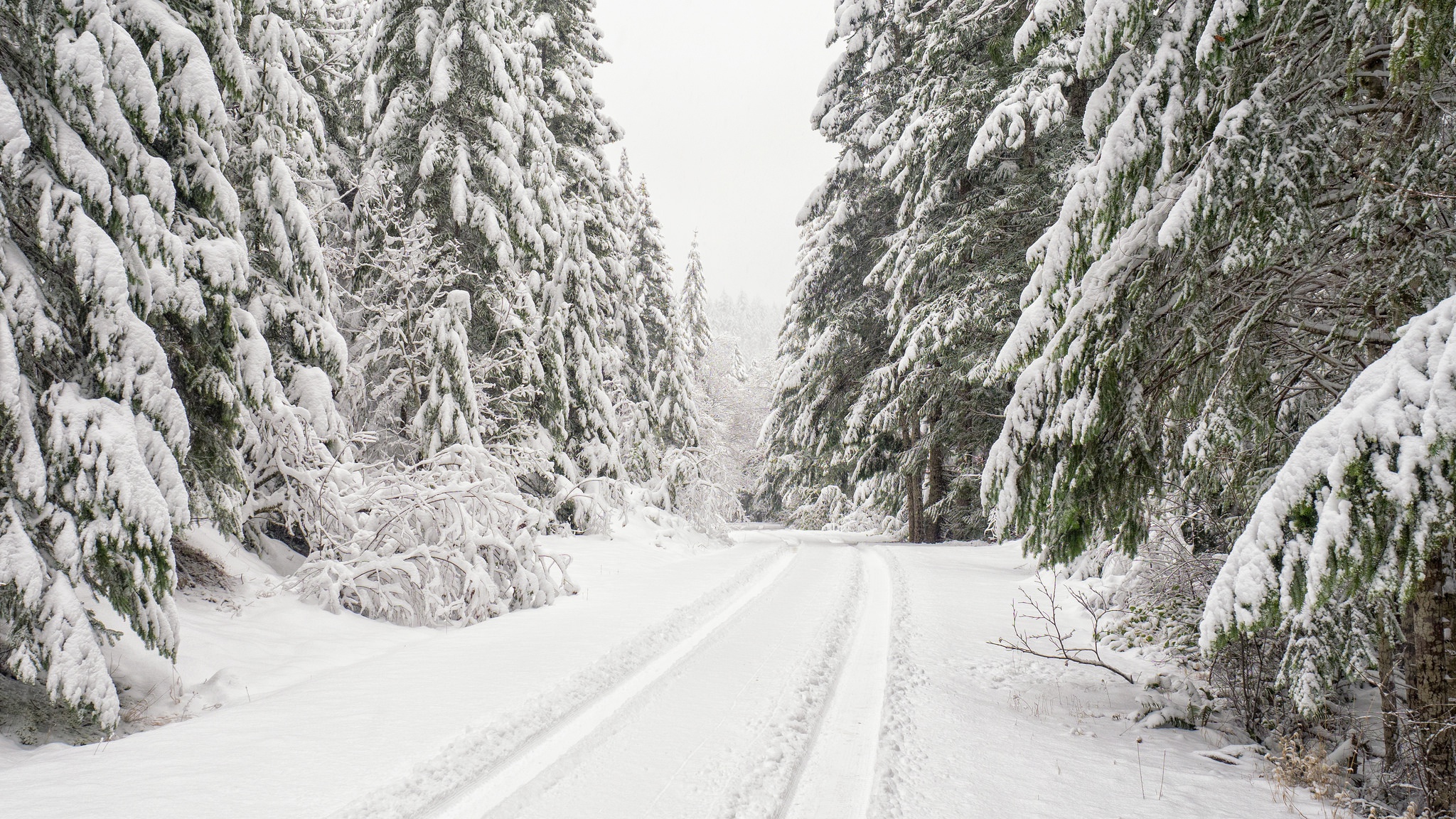 PCデスクトップに冬, 自然, 木, 雪, 道, 地球画像を無料でダウンロード