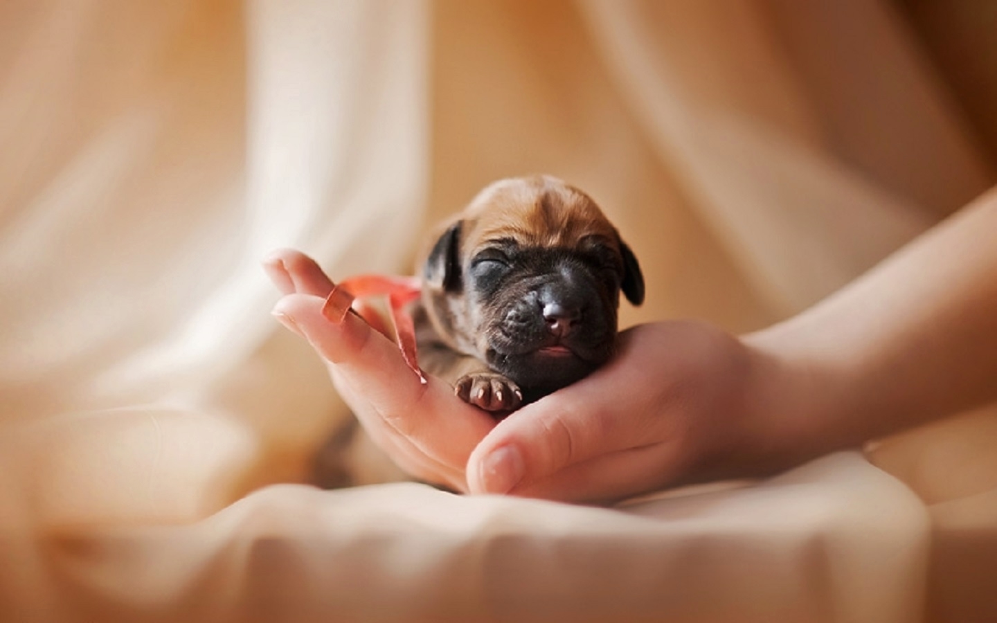 Handy-Wallpaper Welpen, Hunde, Tiere kostenlos herunterladen.