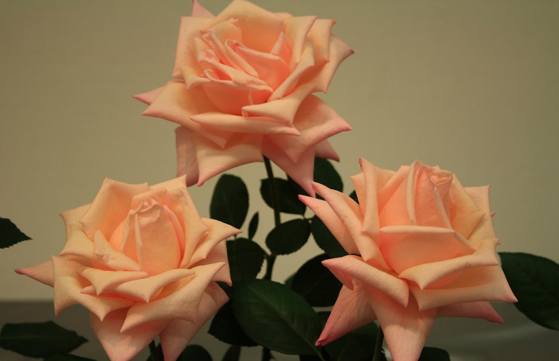Descarga gratis la imagen Roses, De Cerca, Primer Plano, Tres, Flores, Brotes, Cogollos en el escritorio de tu PC