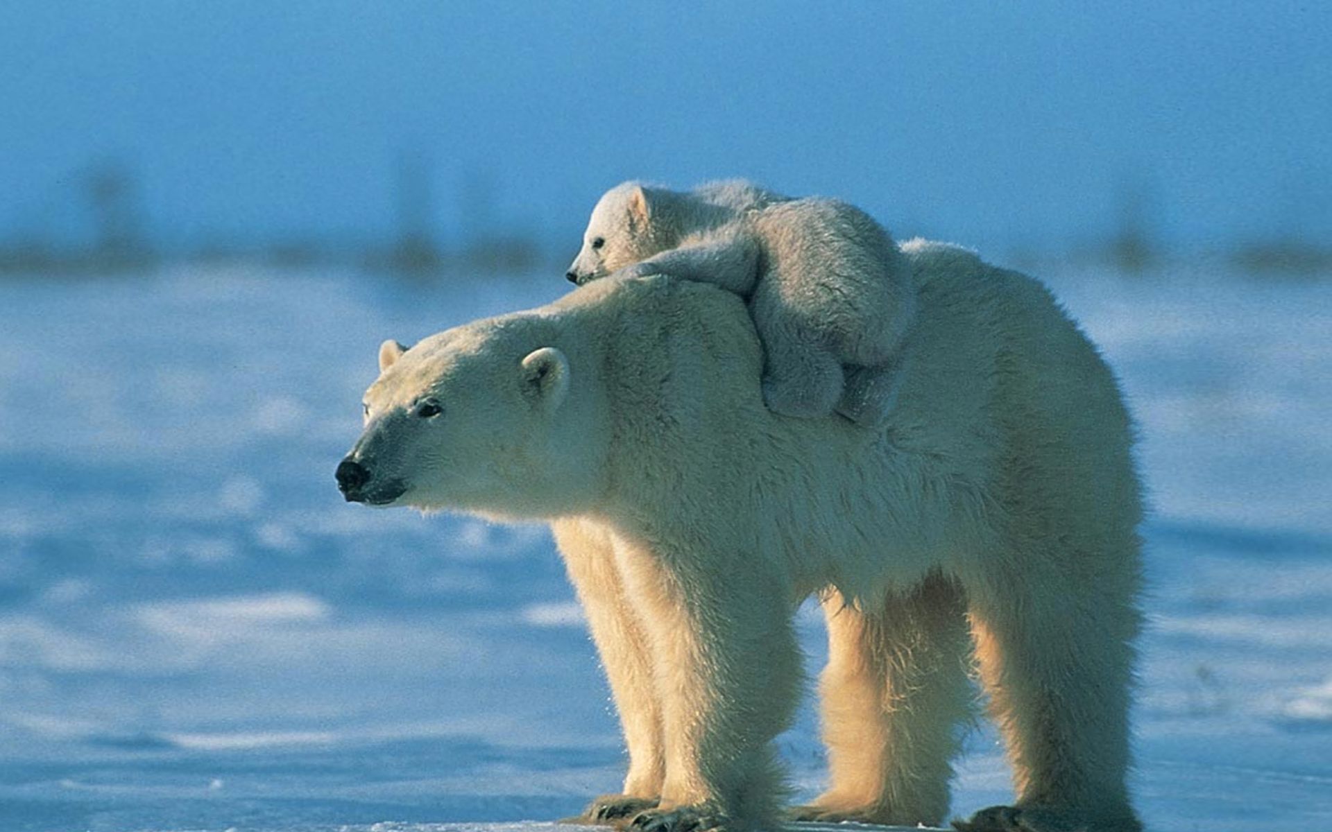 Download mobile wallpaper Love, Animal, Polar Bear, Cub for free.