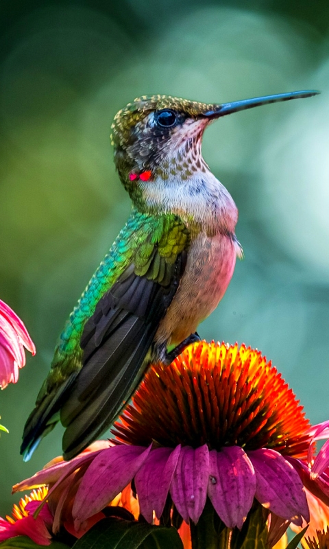 Download mobile wallpaper Birds, Flower, Bird, Animal, Hummingbird for free.