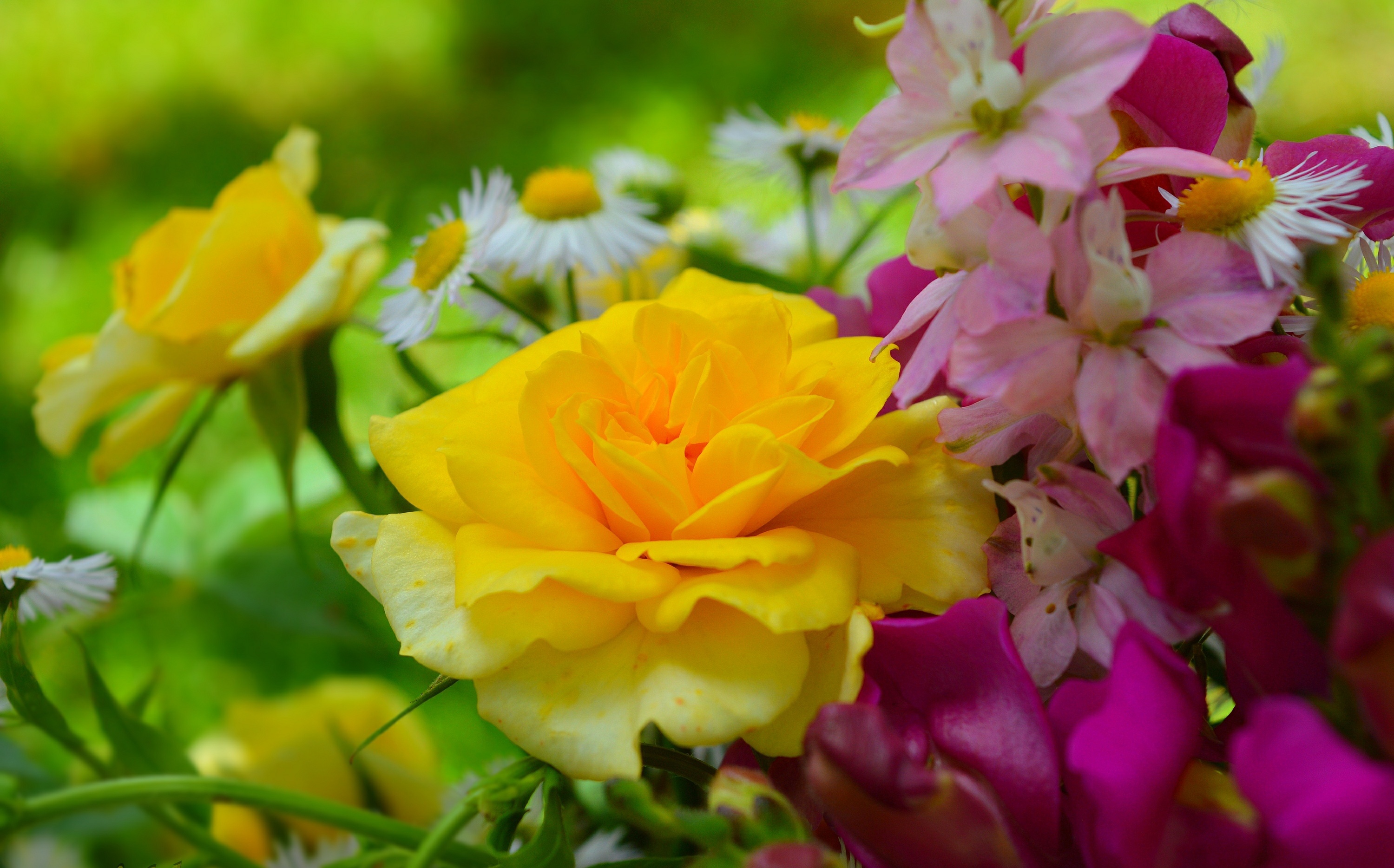 Handy-Wallpaper Blumen, Blume, Rose, Bunt, Gelbe Blume, Erde/natur kostenlos herunterladen.
