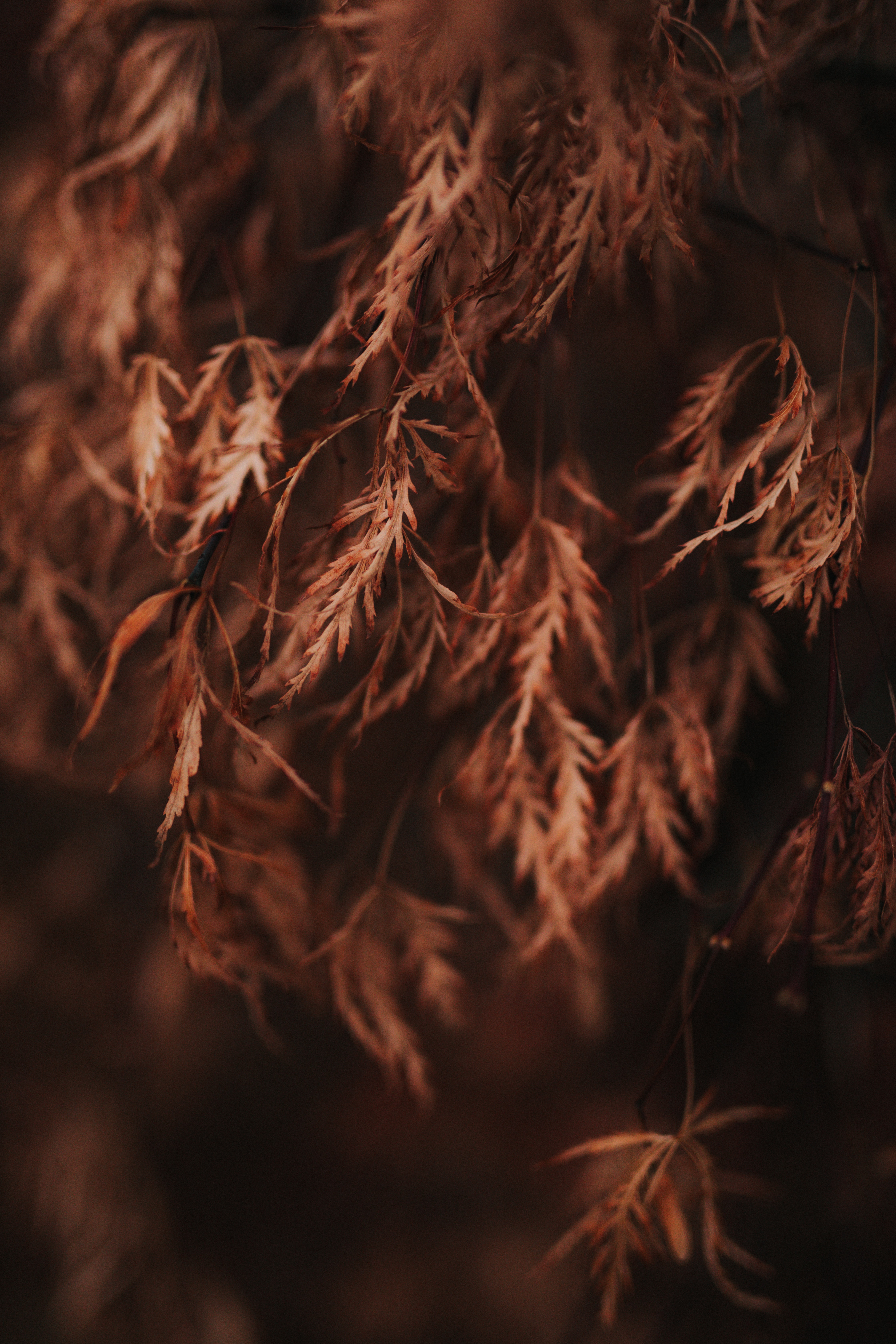 Download mobile wallpaper Macro, Dry, Branch, Leaves, Brown for free.
