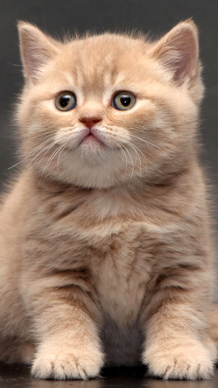 Download mobile wallpaper Cats, Cat, Kitten, Animal, British Shorthair, Cute for free.