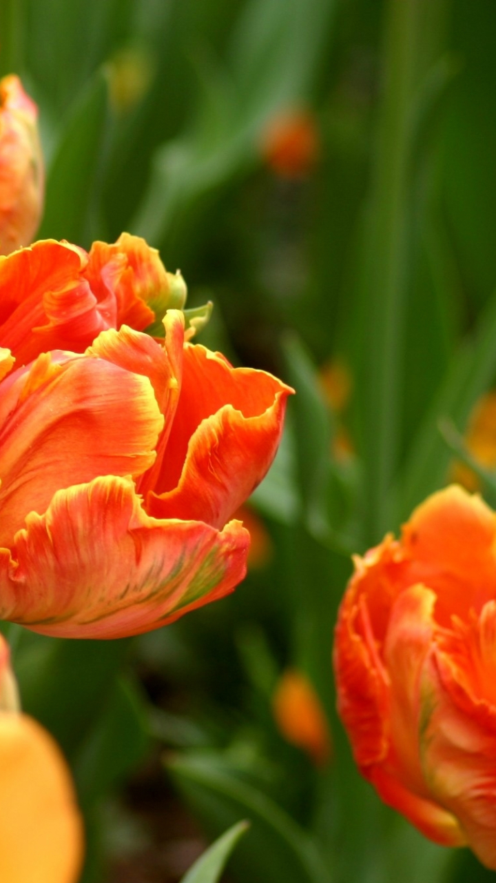 1140386 Bildschirmschoner und Hintergrundbilder Blumen auf Ihrem Telefon. Laden Sie  Bilder kostenlos herunter