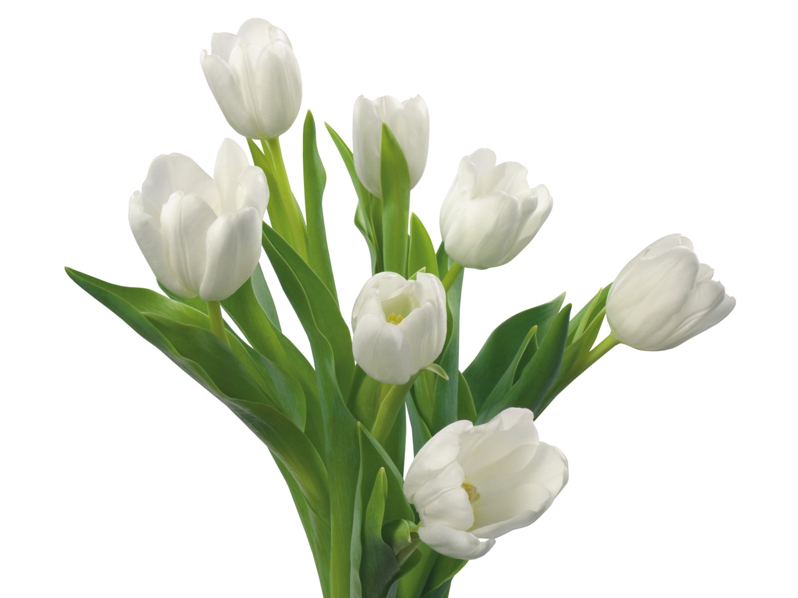 8041 télécharger le fond d'écran tulipes, plantes, fleurs - économiseurs d'écran et images gratuitement