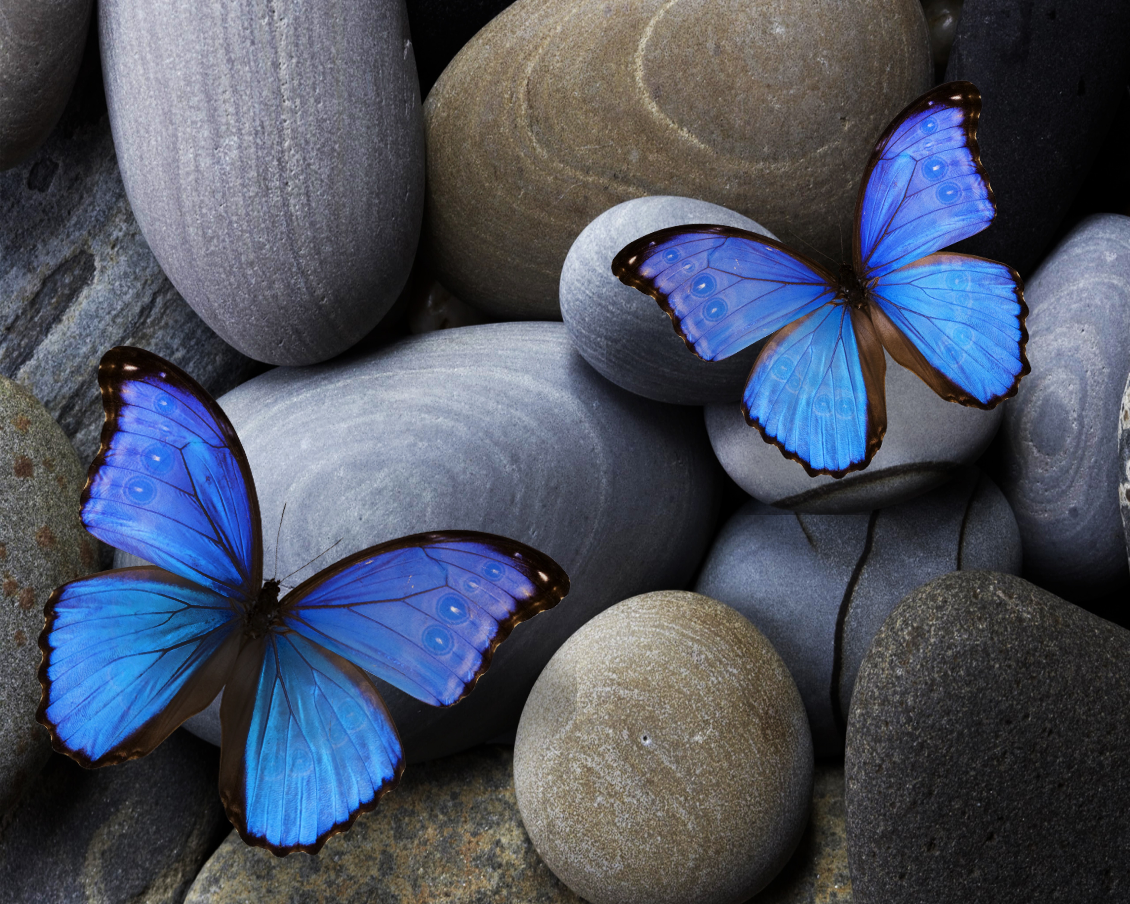Free download wallpaper Insect, Butterfly, Stone, Animal on your PC desktop