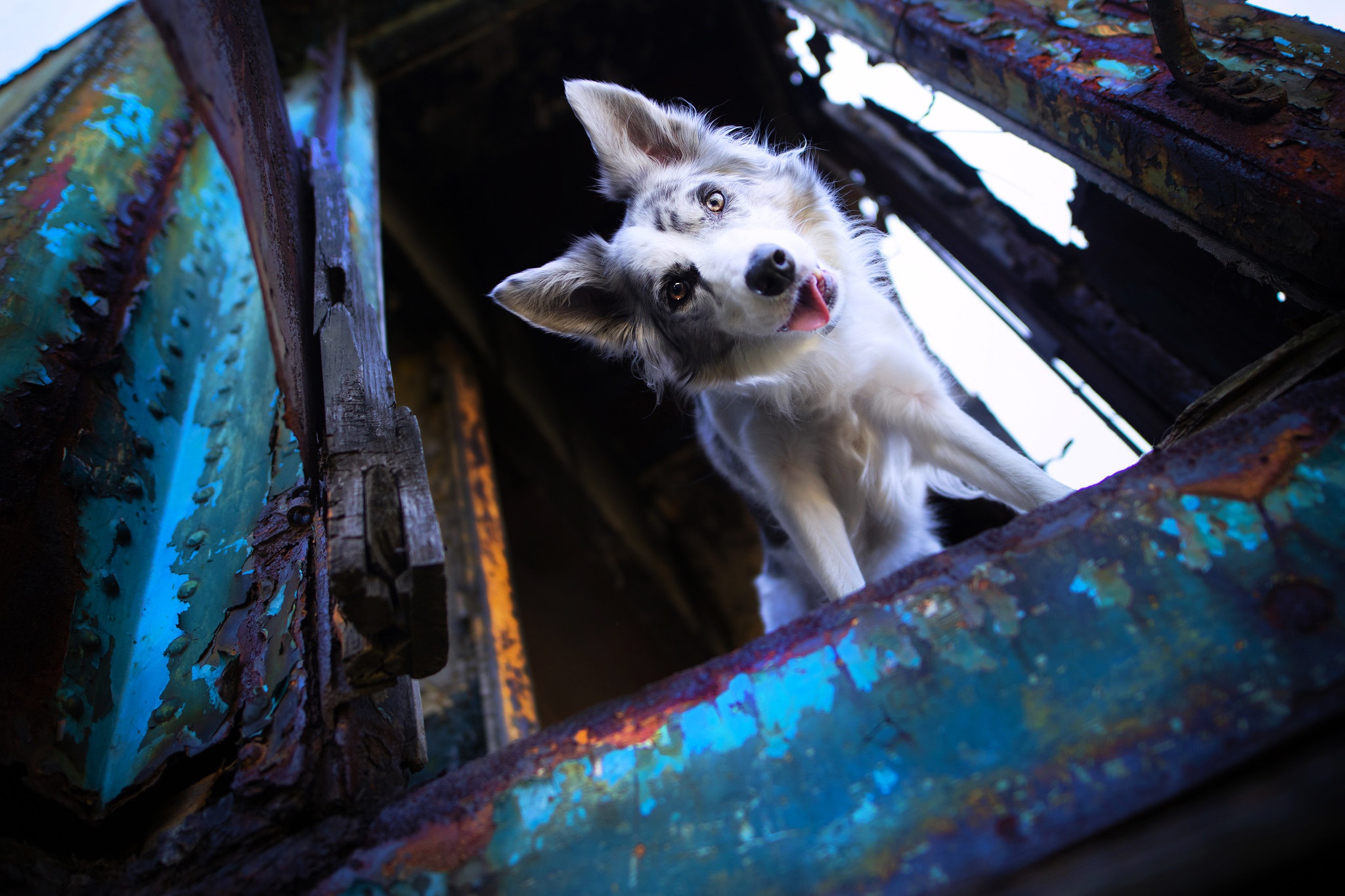 Baixar papel de parede para celular de Animais, Cães, Cão, Border Collie gratuito.