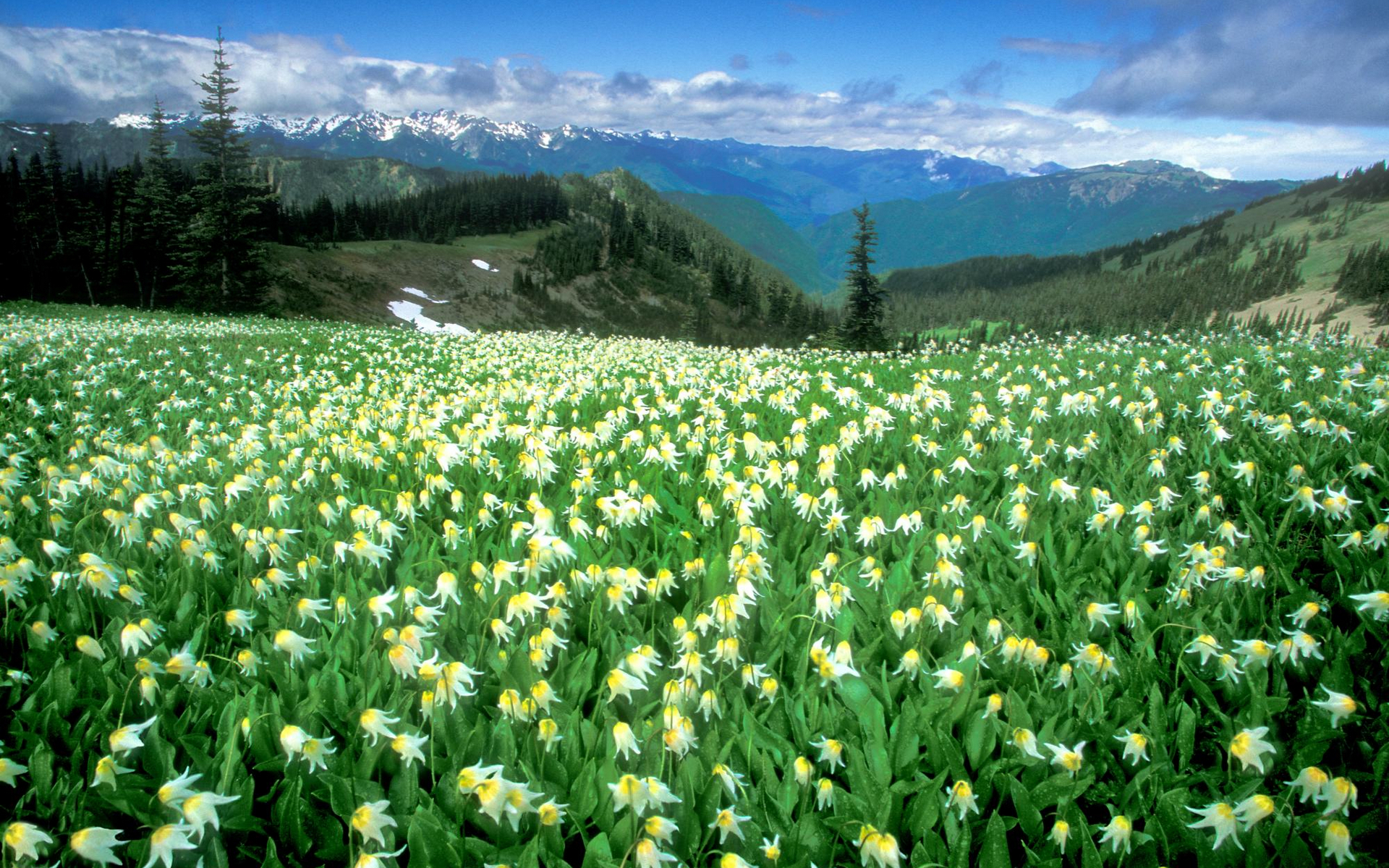 Free download wallpaper Landscape, Flowers, Mountain, Flower, Forest, Earth, Field, Spring, White Flower on your PC desktop