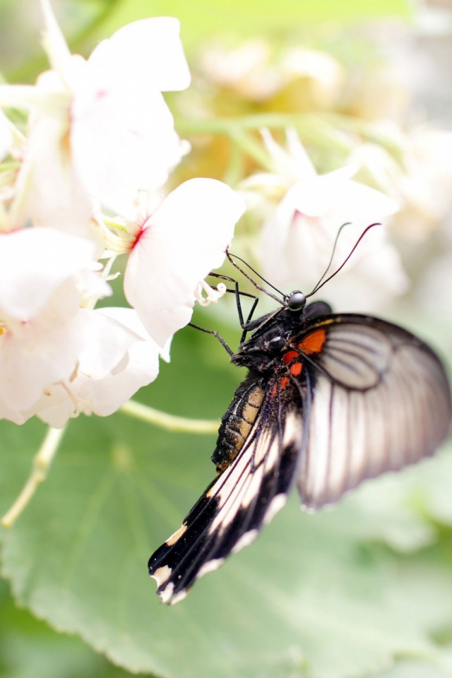 Descarga gratuita de fondo de pantalla para móvil de Animales, Flor, Insecto, Mariposa.