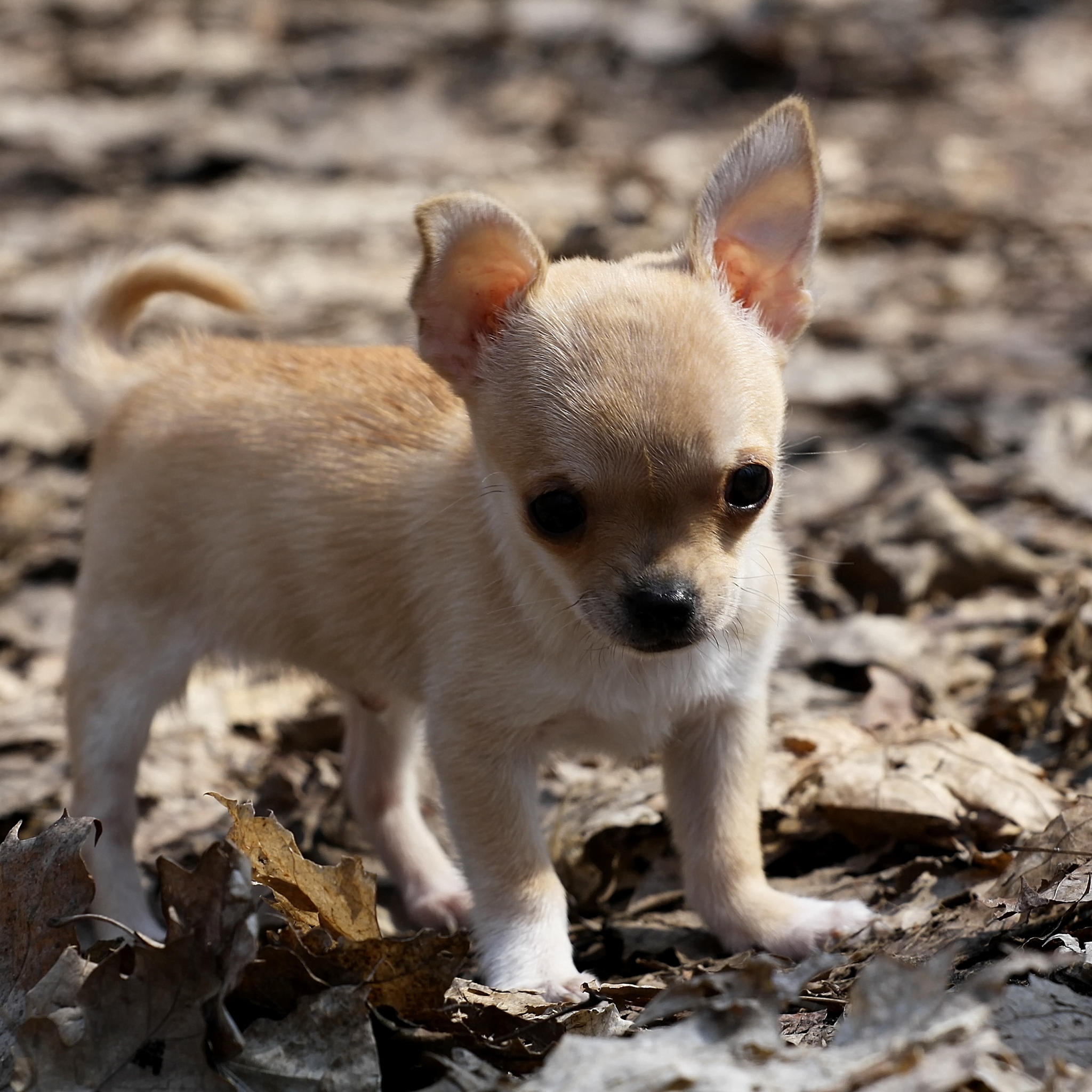 Téléchargez des papiers peints mobile Animaux, Chiens, Chien gratuitement.