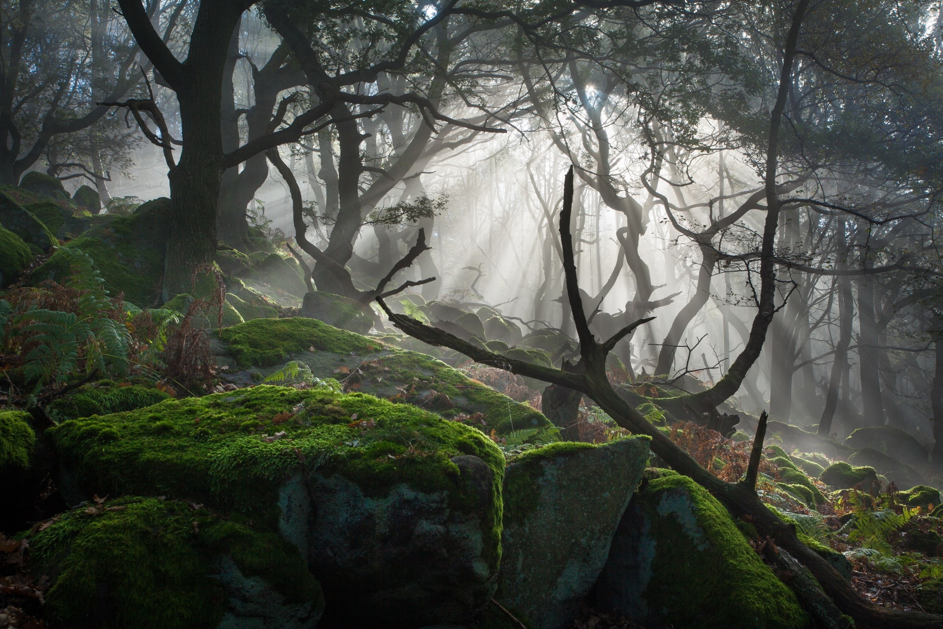 Free download wallpaper Forest, Tree, Earth, Stone, Moss, Sunbeam on your PC desktop