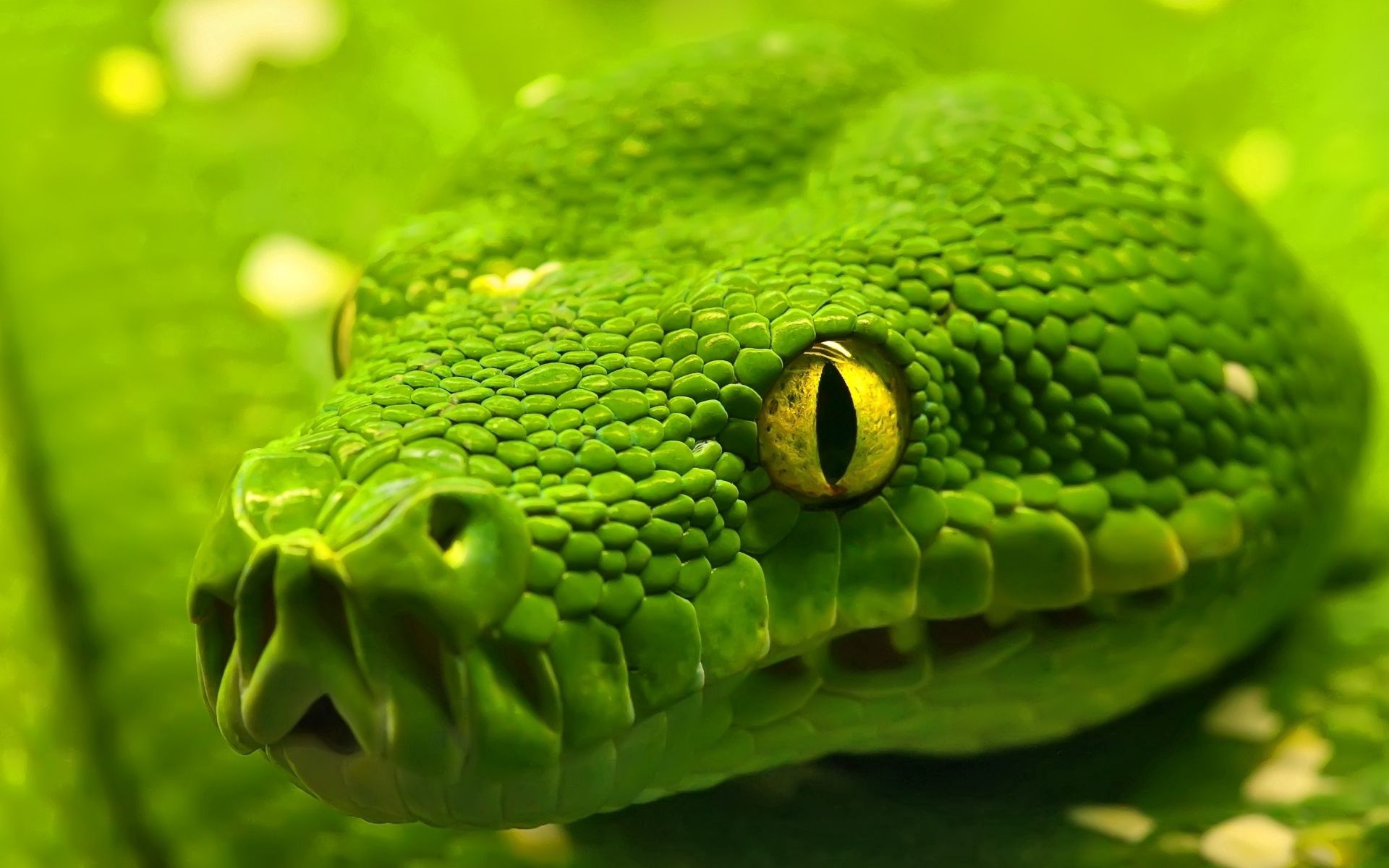 56398 télécharger l'image serpent, animaux, yeux, couleur, diriger, tête - fonds d'écran et économiseurs d'écran gratuits