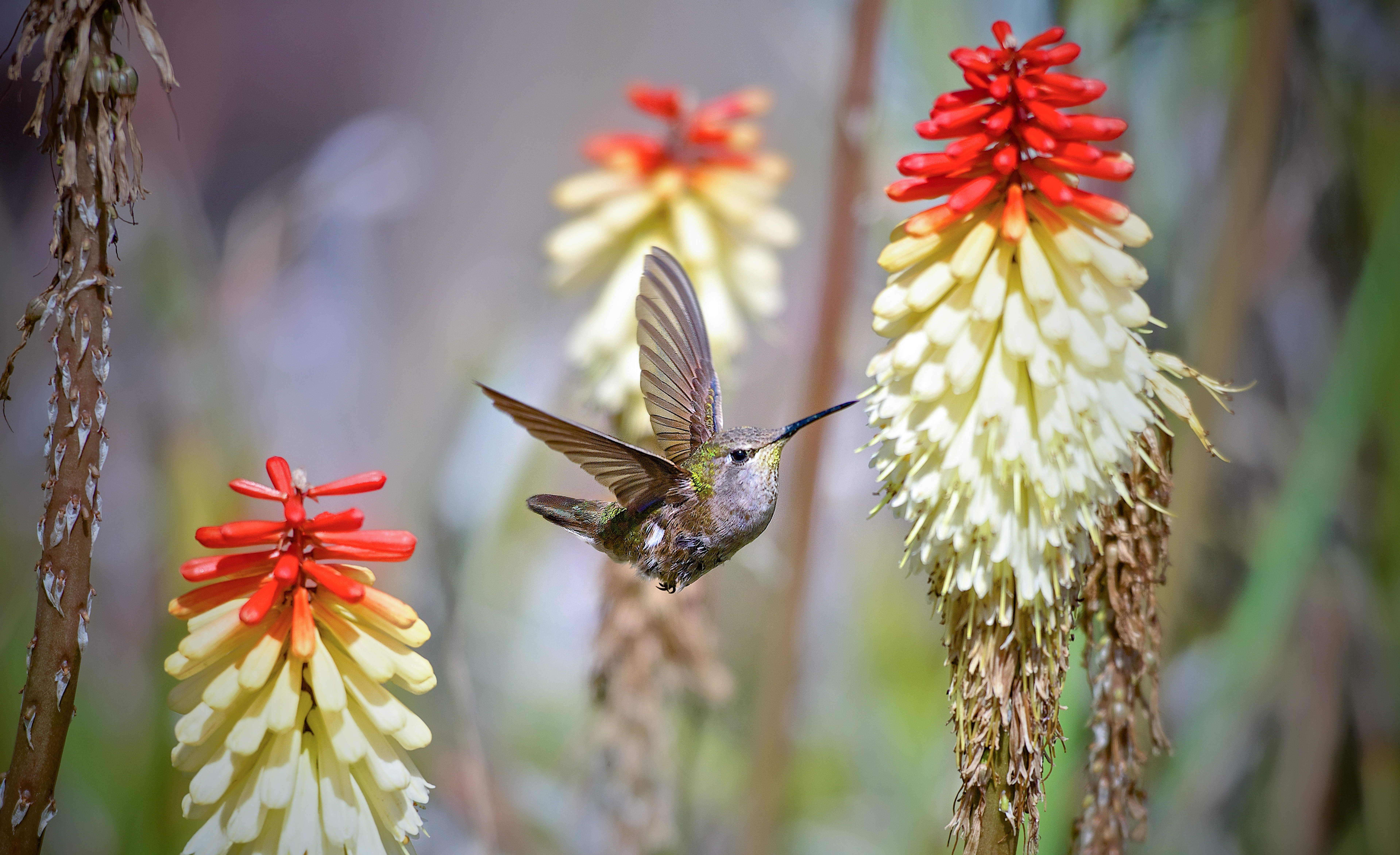 Download mobile wallpaper Birds, Flower, Flight, Animal, Hummingbird for free.