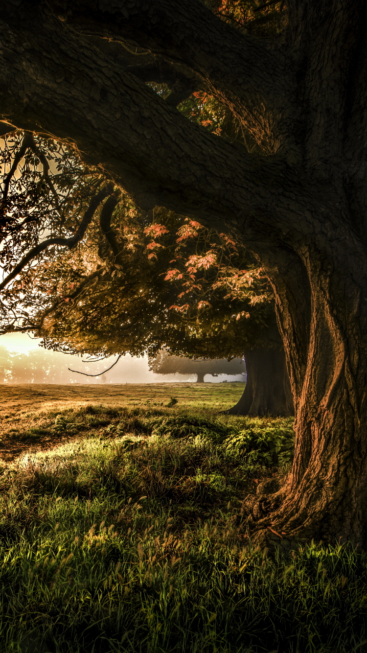 Handy-Wallpaper Herbst, Baum, Feld, Erde/natur kostenlos herunterladen.