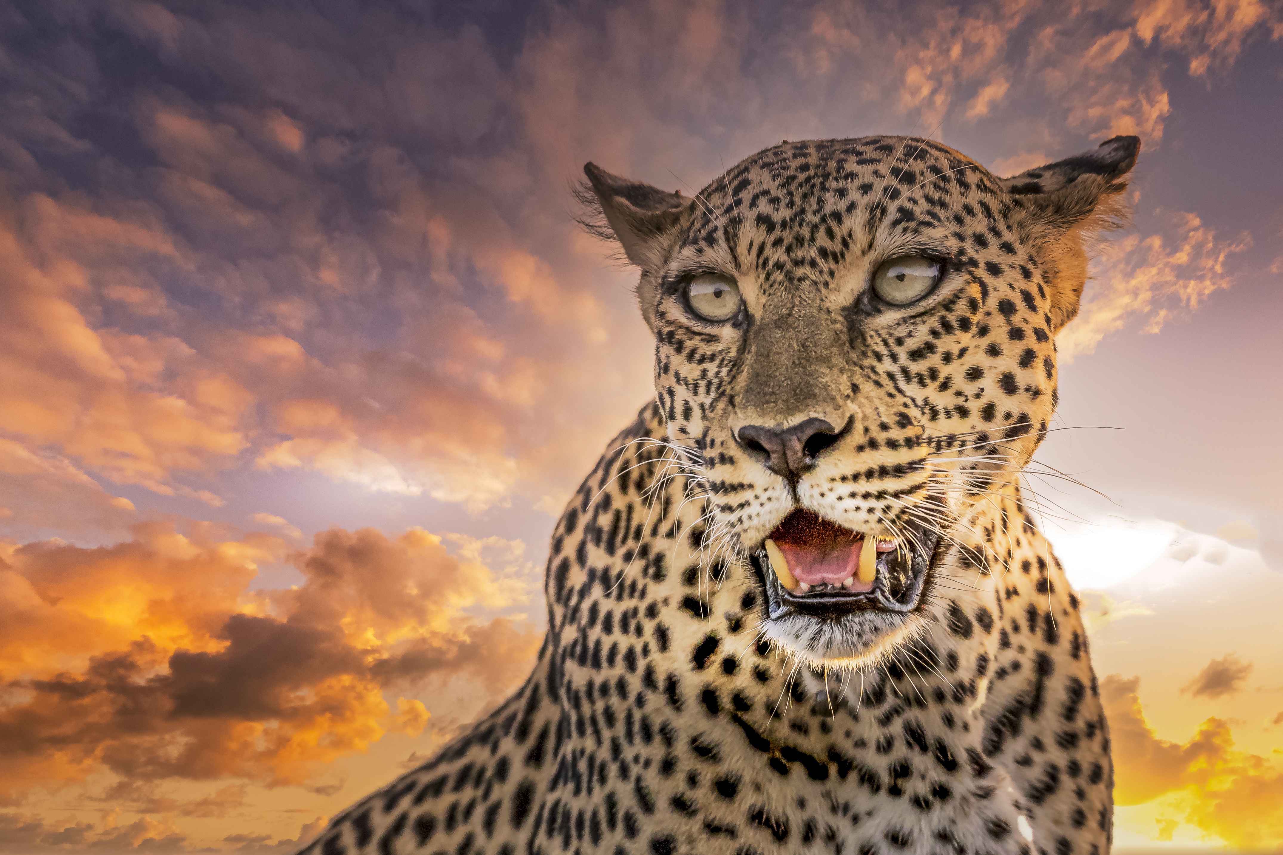 Free download wallpaper Cats, Leopard, Animal on your PC desktop