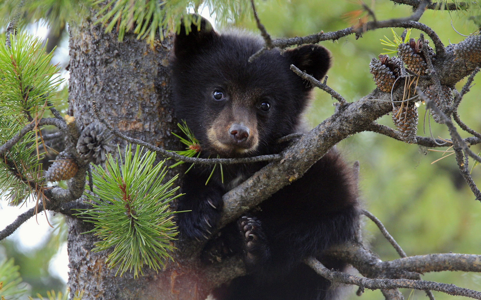375924 baixar papel de parede animais, urso, ursos - protetores de tela e imagens gratuitamente