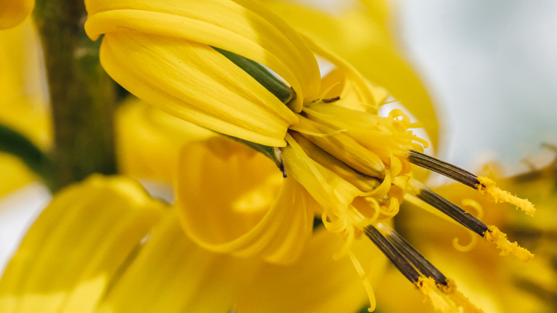 Téléchargez gratuitement l'image Fleurs, Fleur, Terre/nature sur le bureau de votre PC