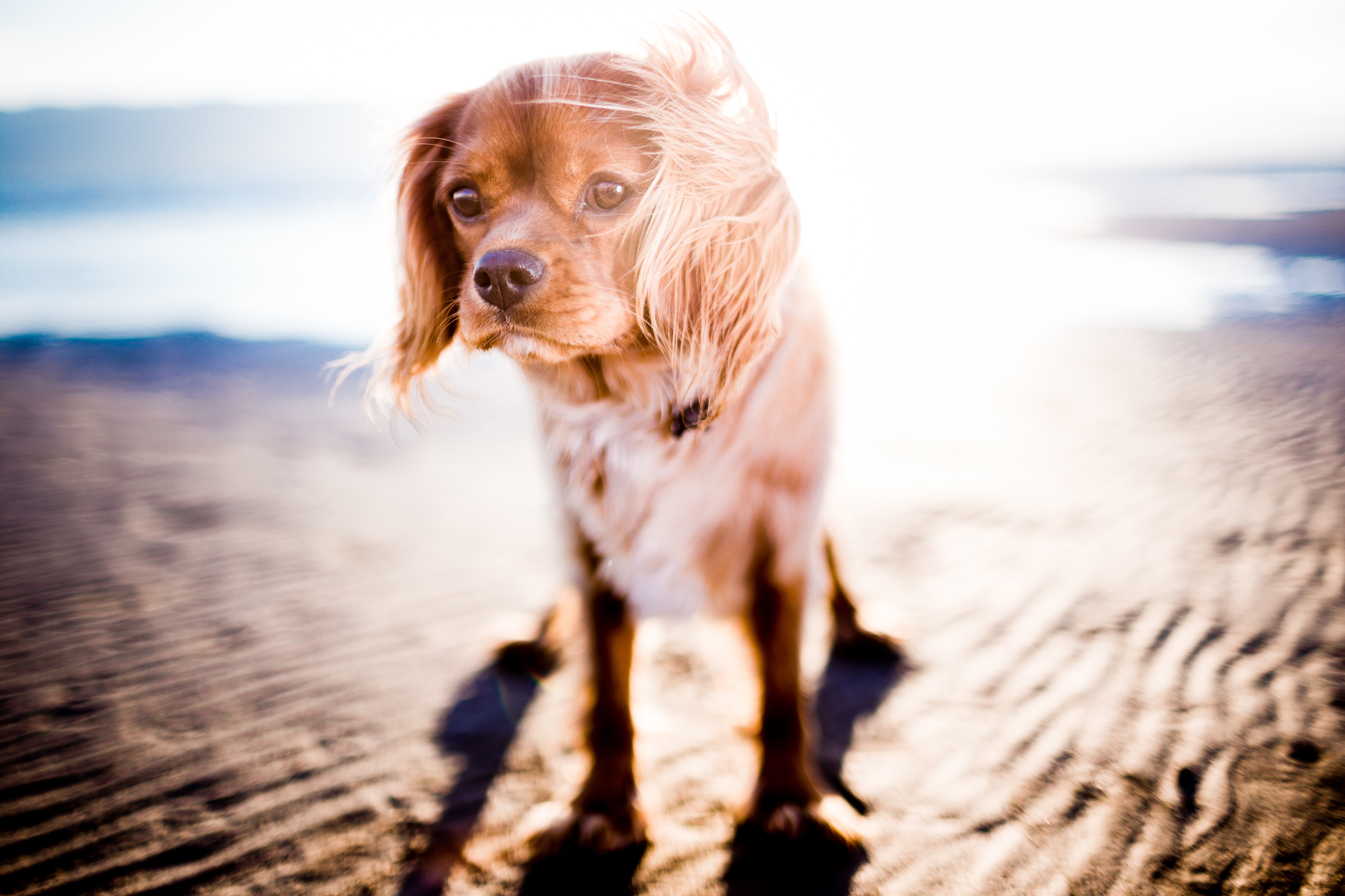 Handy-Wallpaper Hund, Wind, Tiere, Sonnenlicht kostenlos herunterladen.