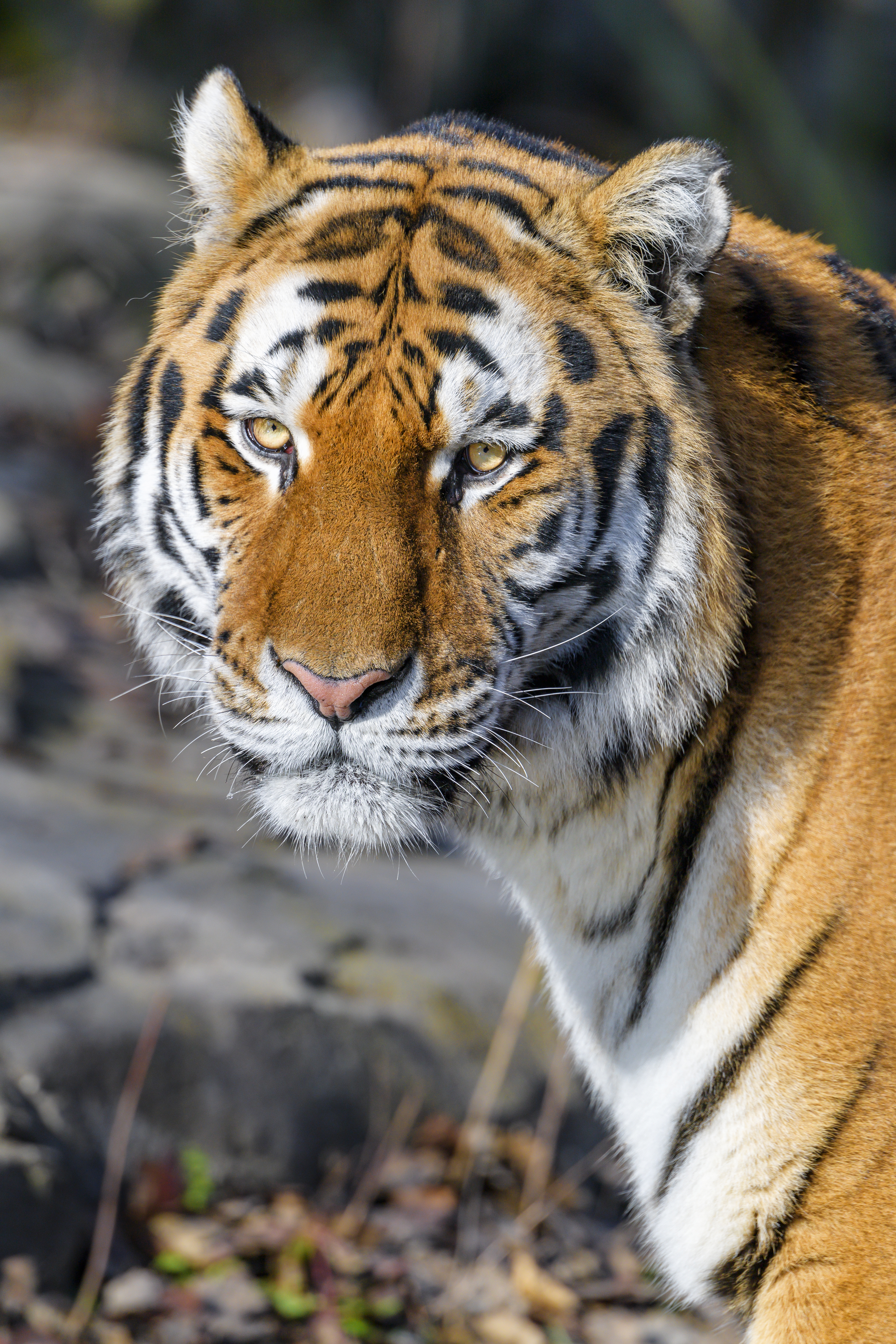 Free download wallpaper Predator, Sight, Opinion, Tiger, Animal, Wild, Animals, Brown on your PC desktop