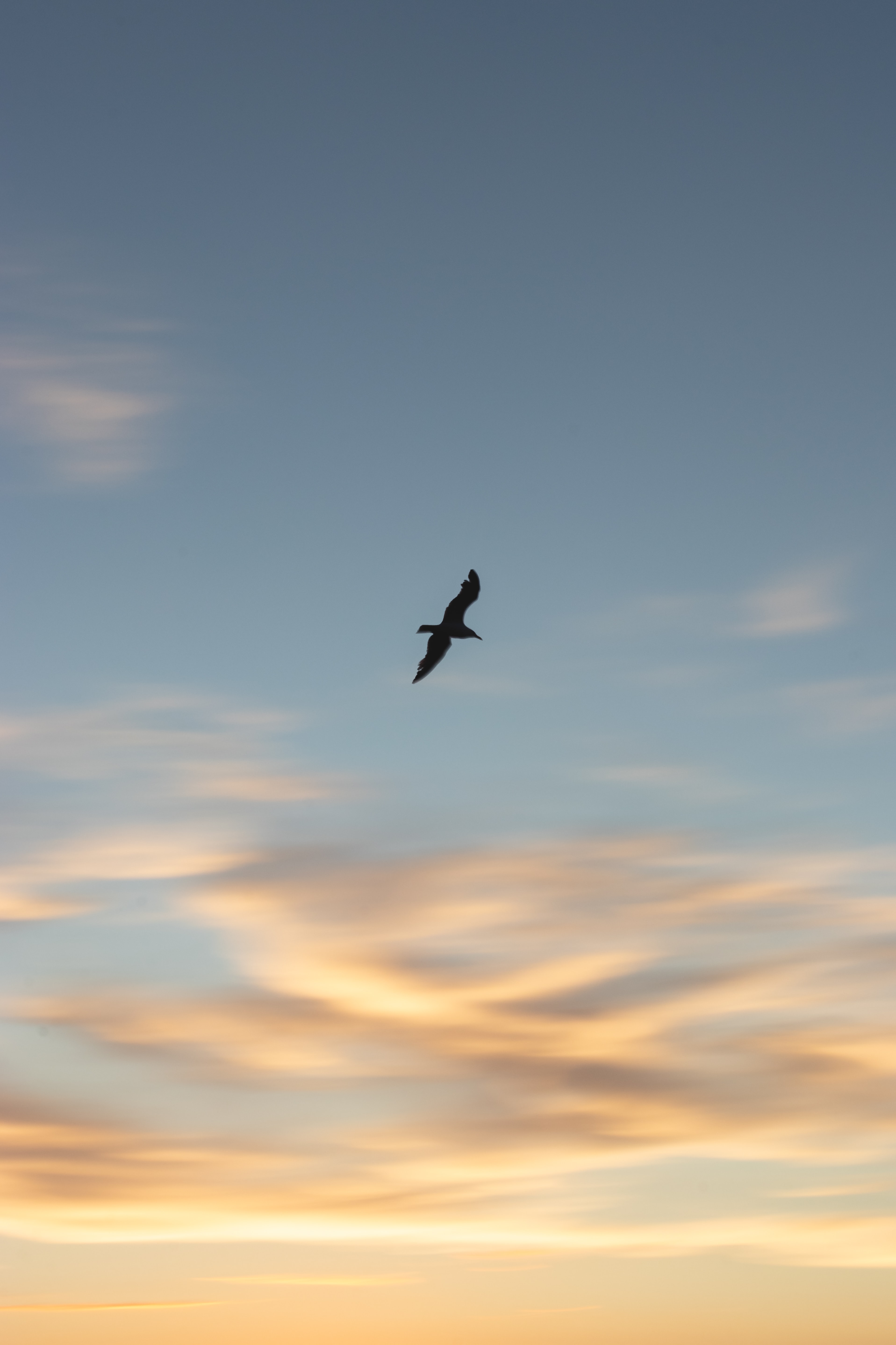 Download mobile wallpaper Gull, Sky, Seagull, Bird, Animals, Sunset, Wings for free.