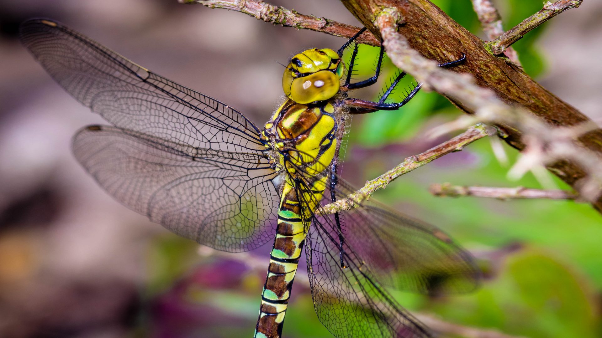 Download mobile wallpaper Insects, Close Up, Insect, Animal, Wings, Dragonfly for free.