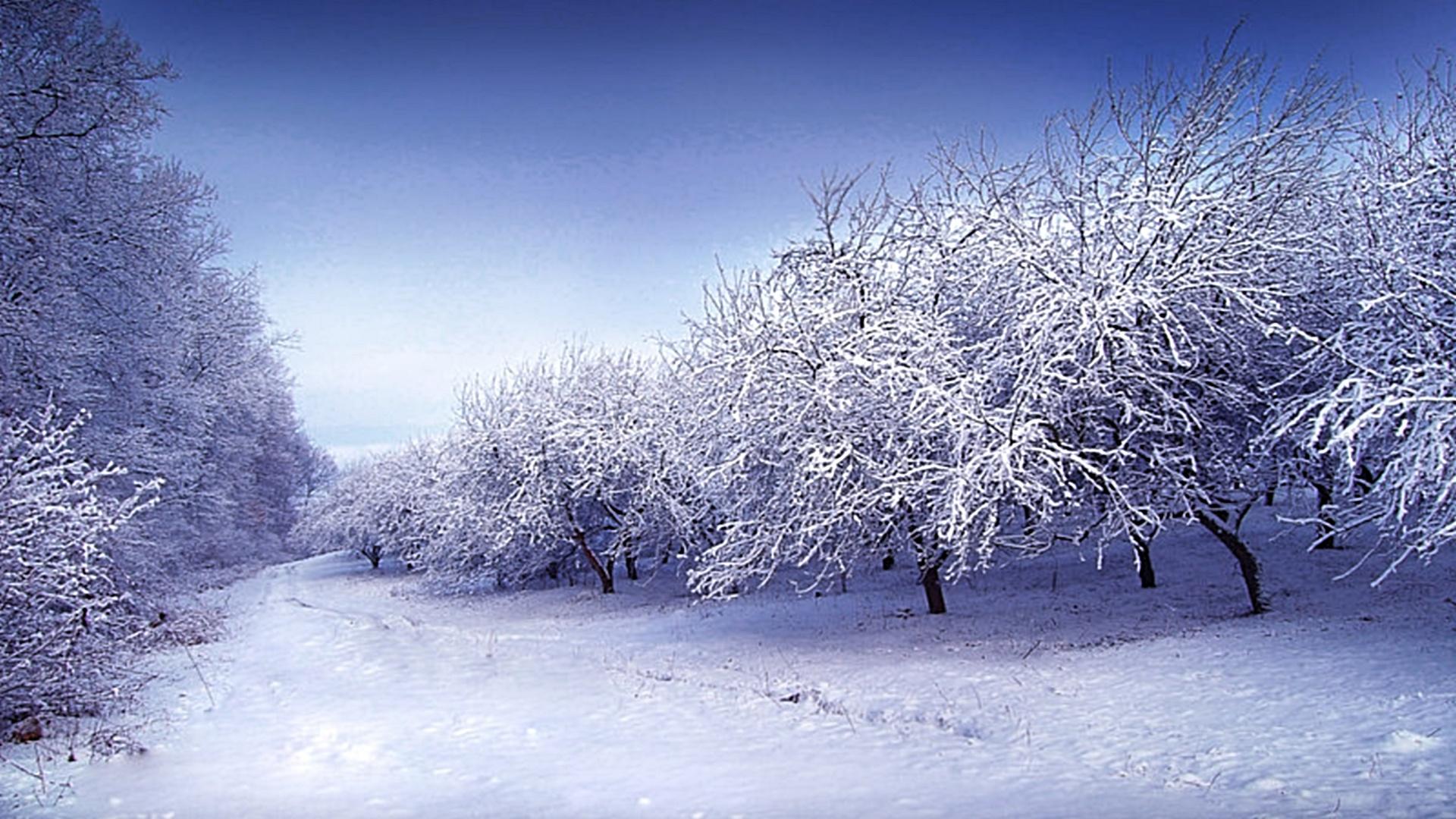 Download mobile wallpaper Winter, Snow, Tree, Earth, Path for free.