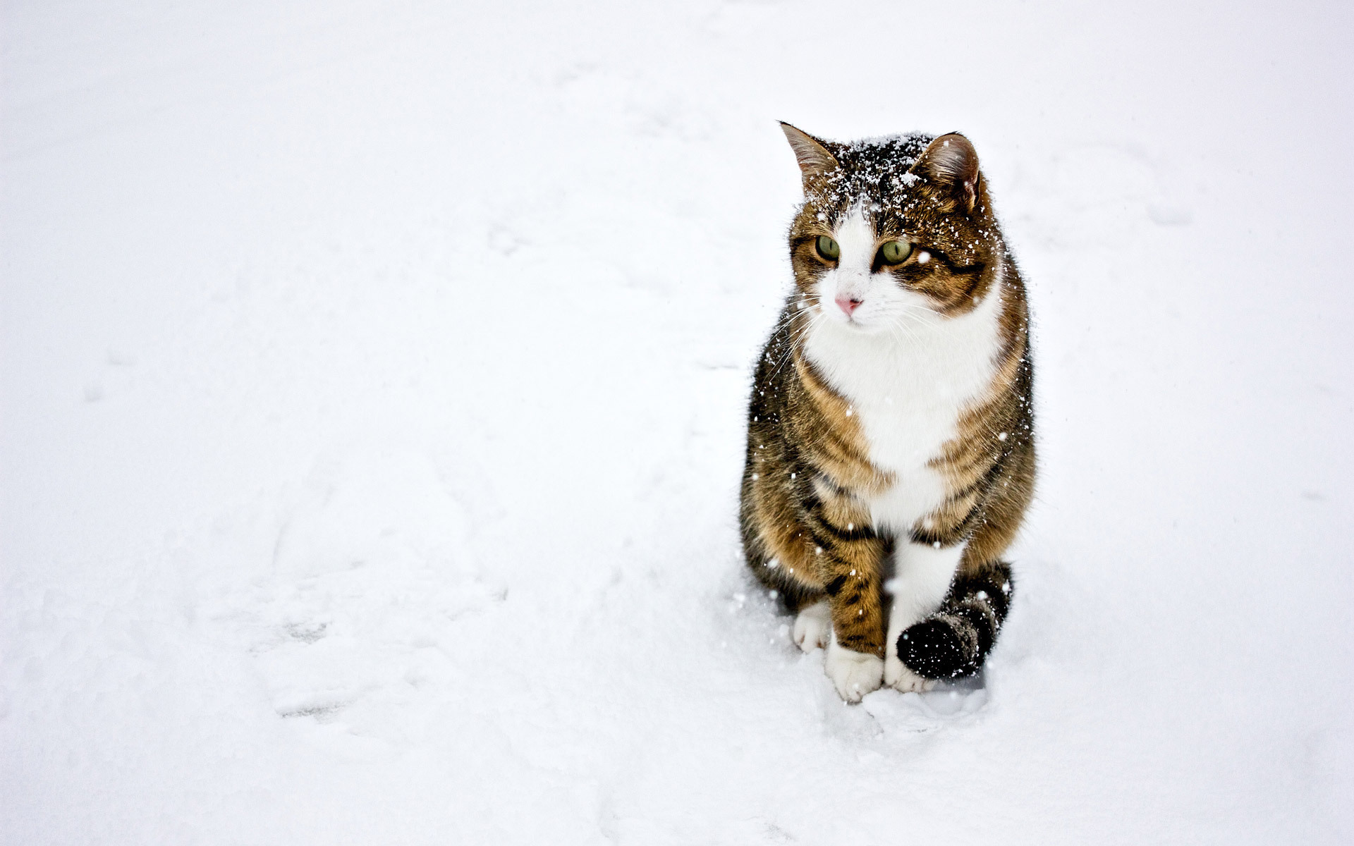 Скачати мобільні шпалери Тварини, Сніг, Зима, Кішки безкоштовно.