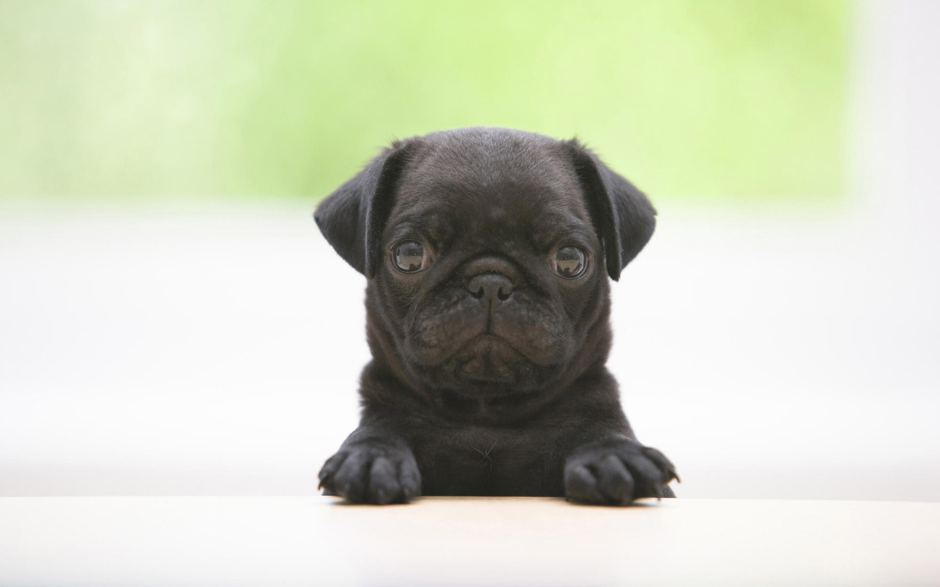 Download mobile wallpaper Puppy, Dogs, Dog, Animal for free.