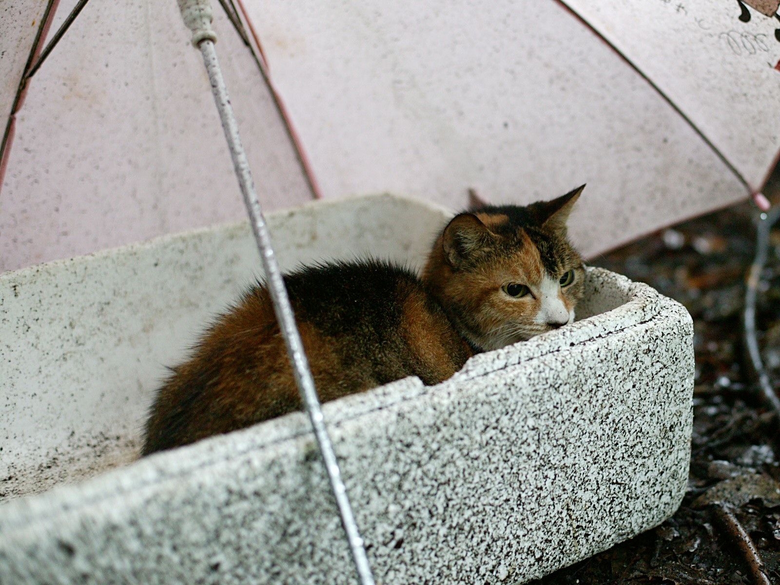 Baixe gratuitamente a imagem Gato, Gatos, Animais na área de trabalho do seu PC