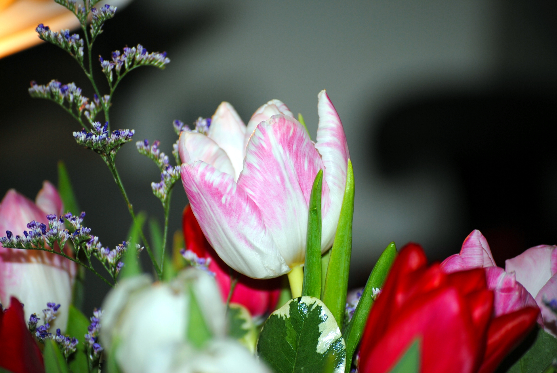 Descarga gratis la imagen Tulipán, Tierra/naturaleza en el escritorio de tu PC