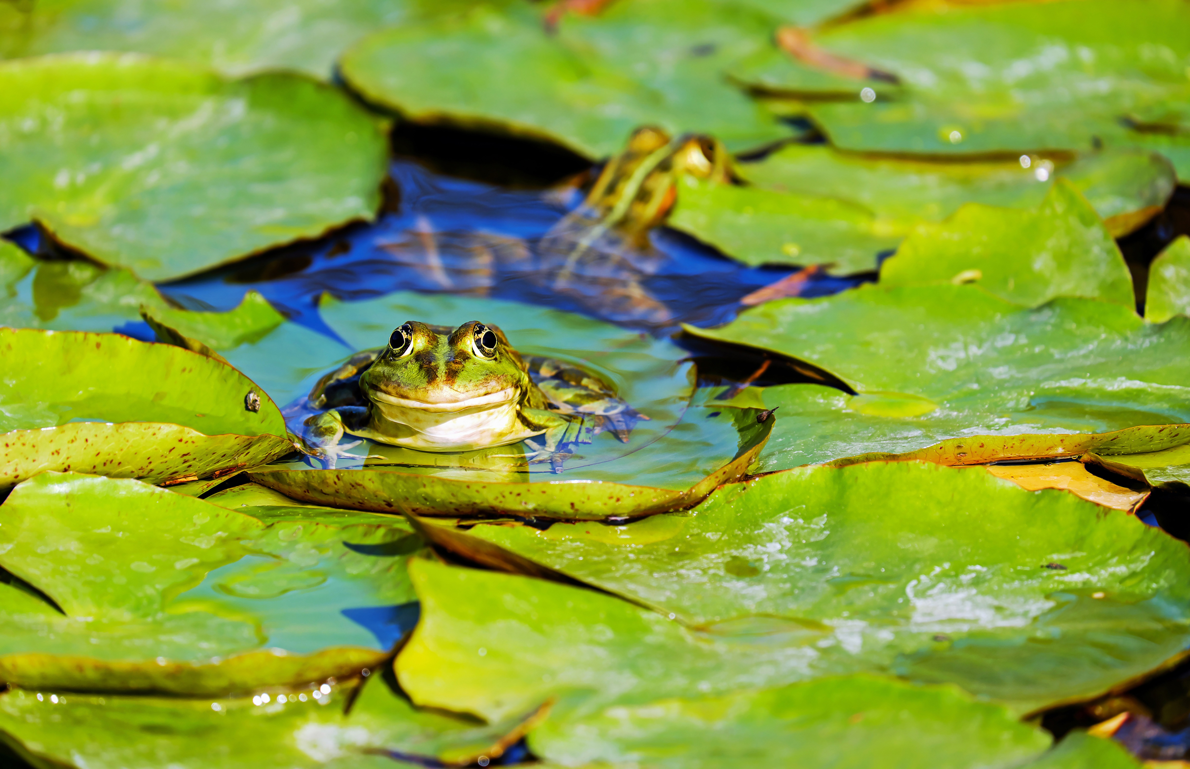 Download mobile wallpaper Frogs, Animal, Frog, Amphibian, Lily Pad for free.