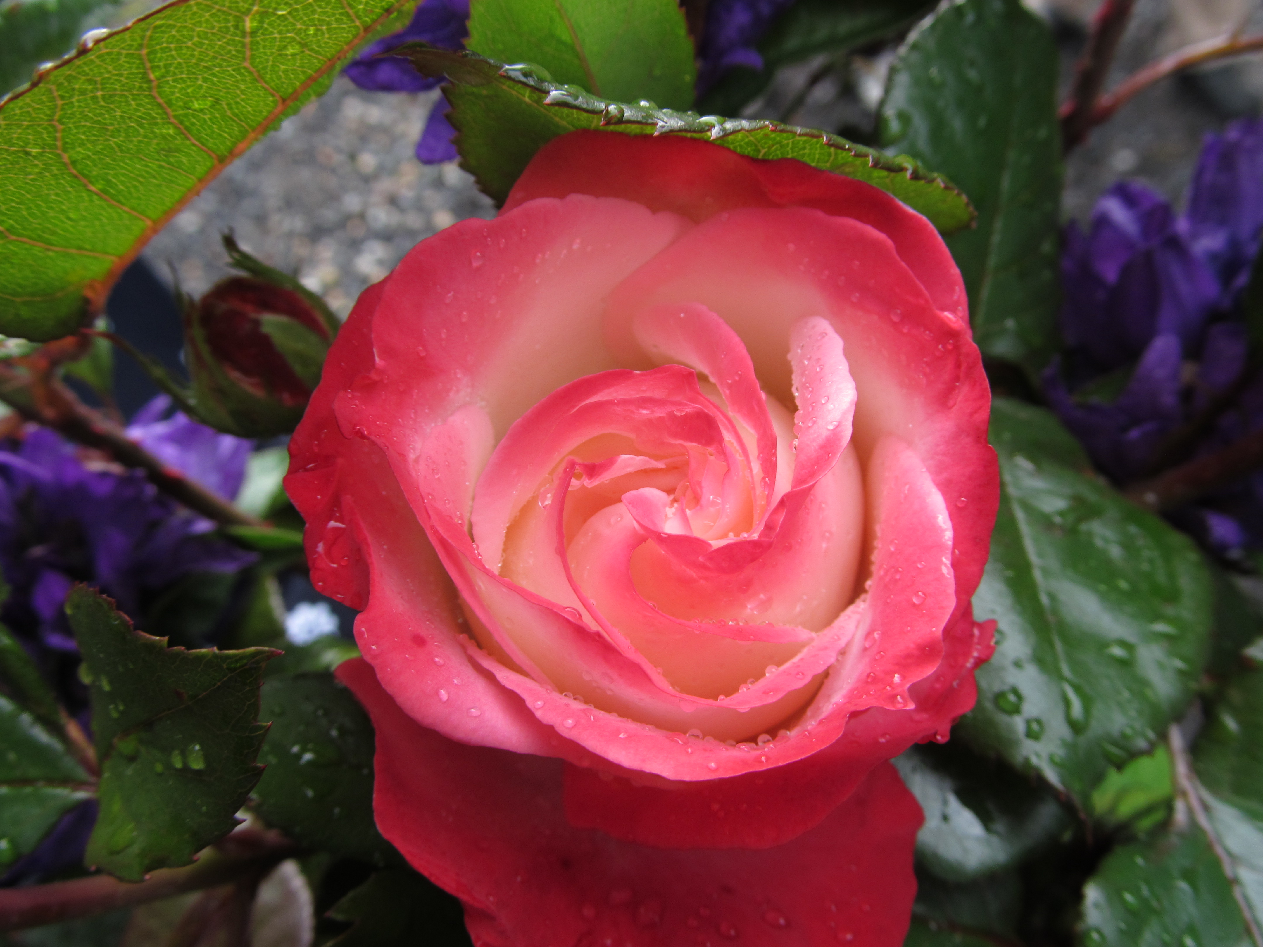 Descarga gratuita de fondo de pantalla para móvil de Flores, Rosa, Tierra/naturaleza.