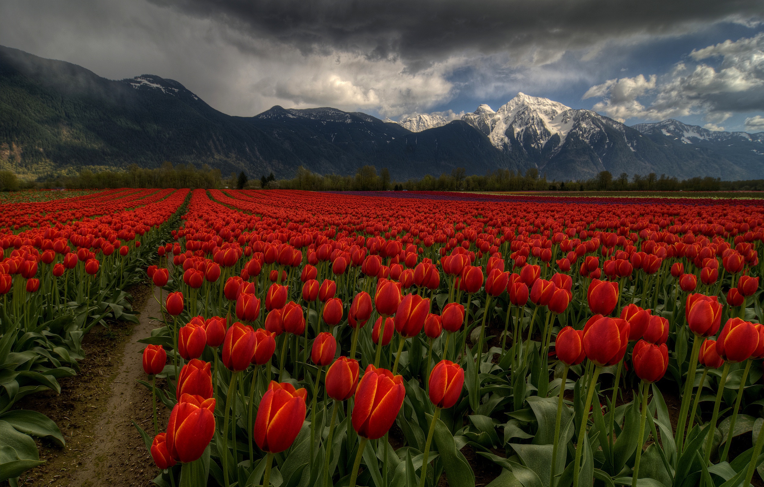 Download mobile wallpaper Flowers, Earth, Field, Tulip, Red Flower for free.