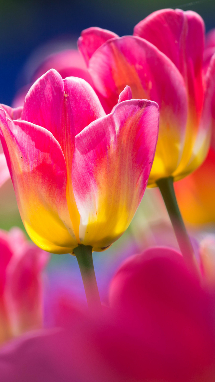 Descarga gratuita de fondo de pantalla para móvil de Naturaleza, Flores, Flor, Flor Rosa, De Cerca, Tulipán, Tierra/naturaleza.