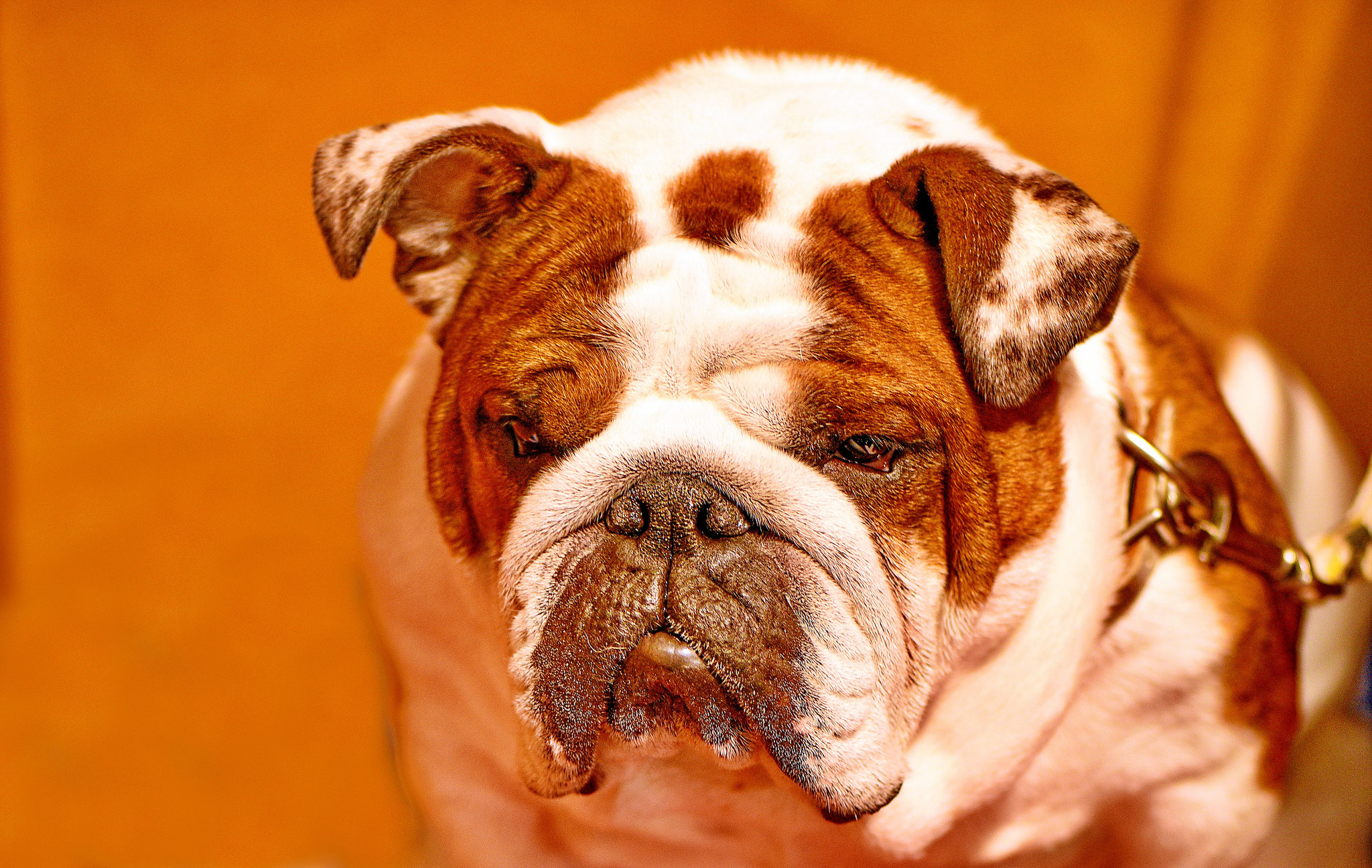 Download mobile wallpaper Dogs, Dog, Muzzle, Animal, Bulldog for free.