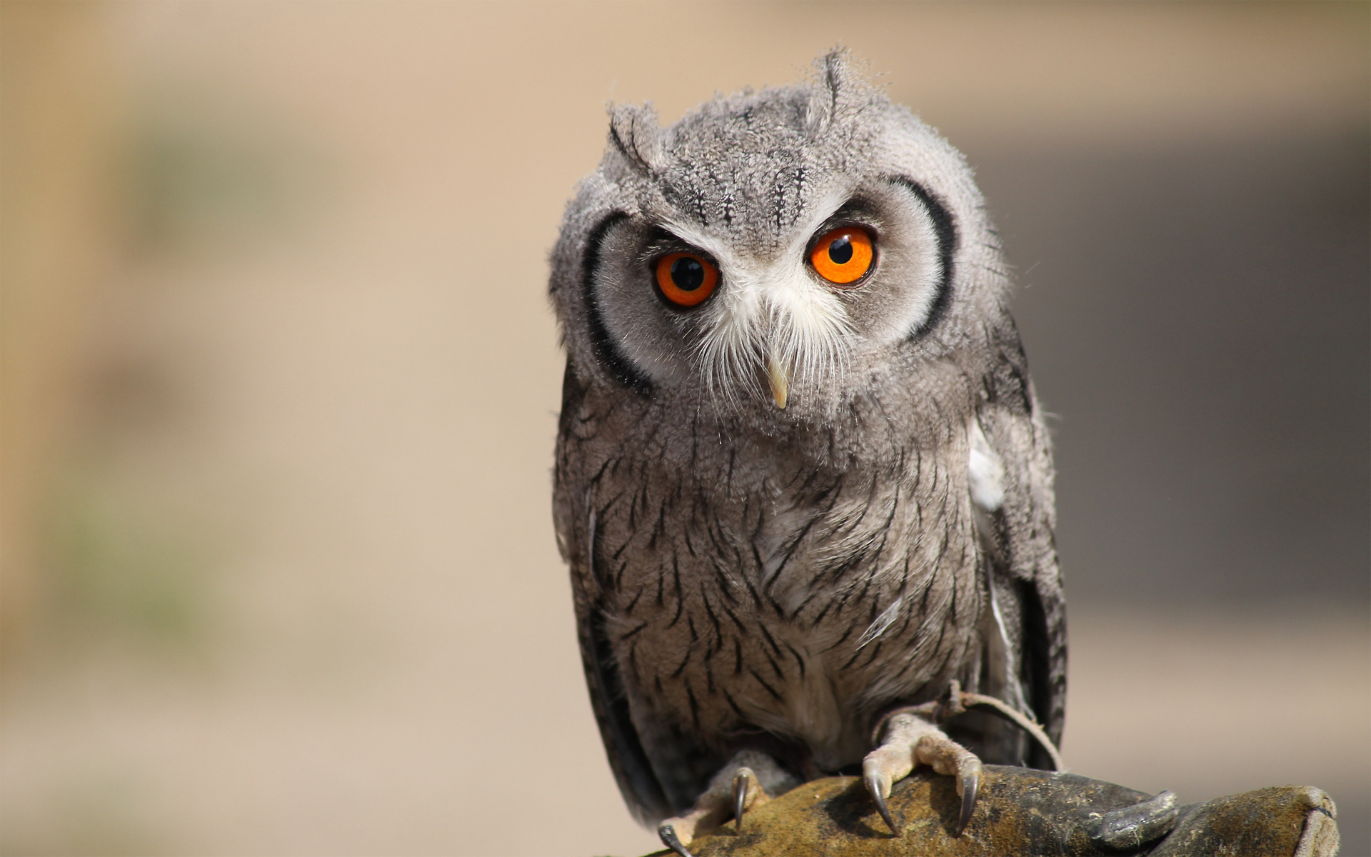 Free download wallpaper Owl, Birds, Animal on your PC desktop