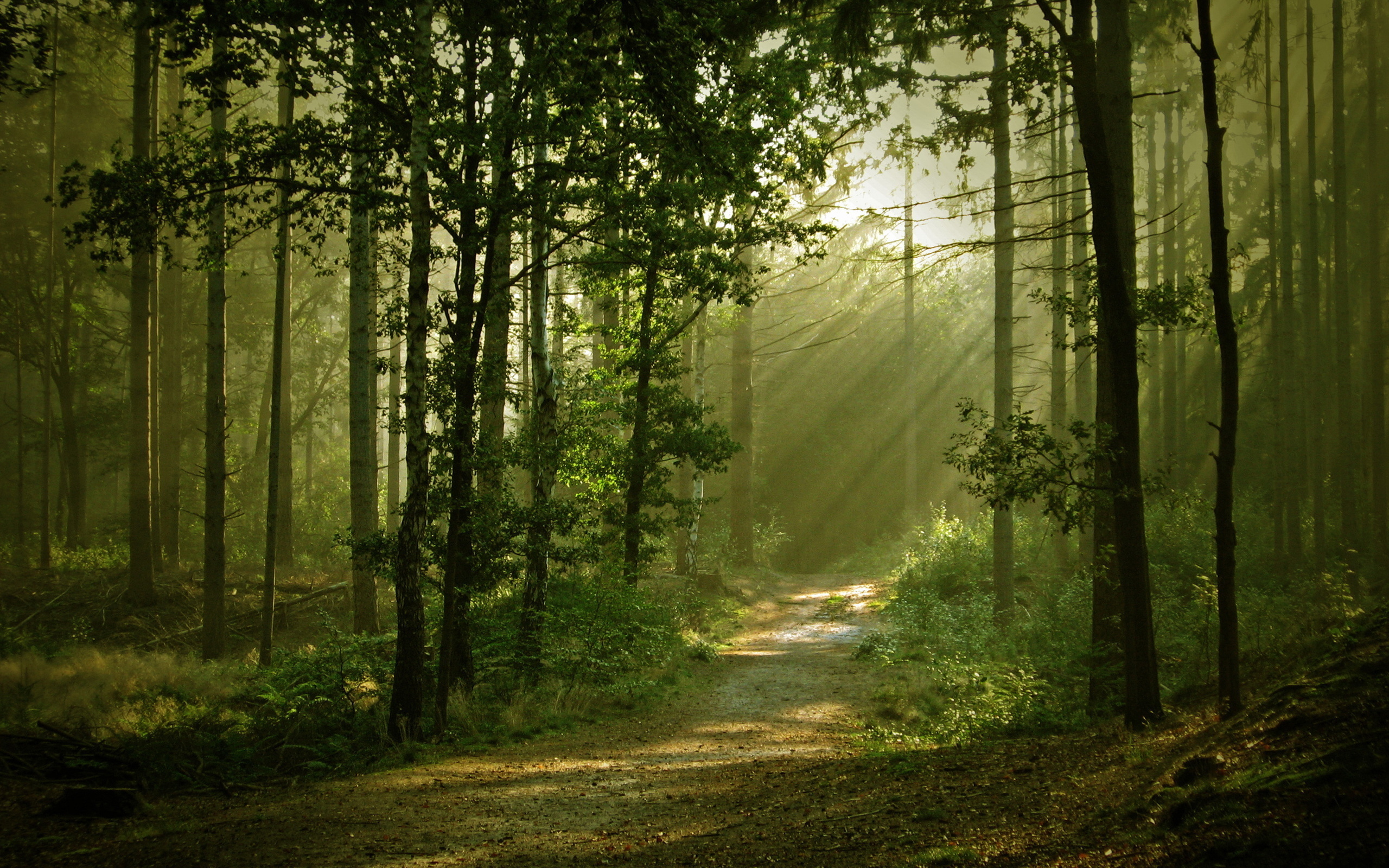 Téléchargez gratuitement l'image Forêt, Terre/nature sur le bureau de votre PC