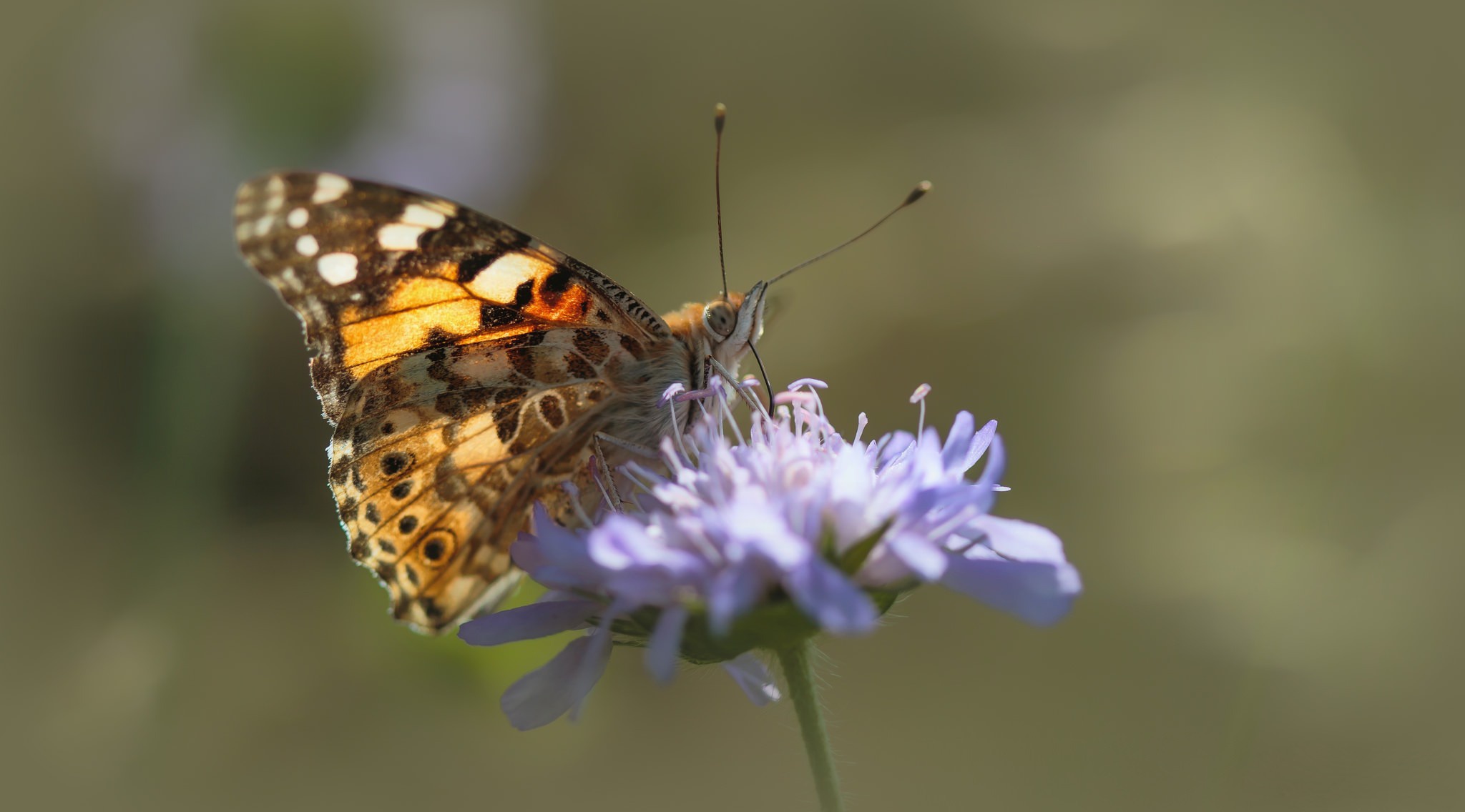 Descarga gratis la imagen Animales, Flor, Insecto, Mariposa, Macrofotografía en el escritorio de tu PC