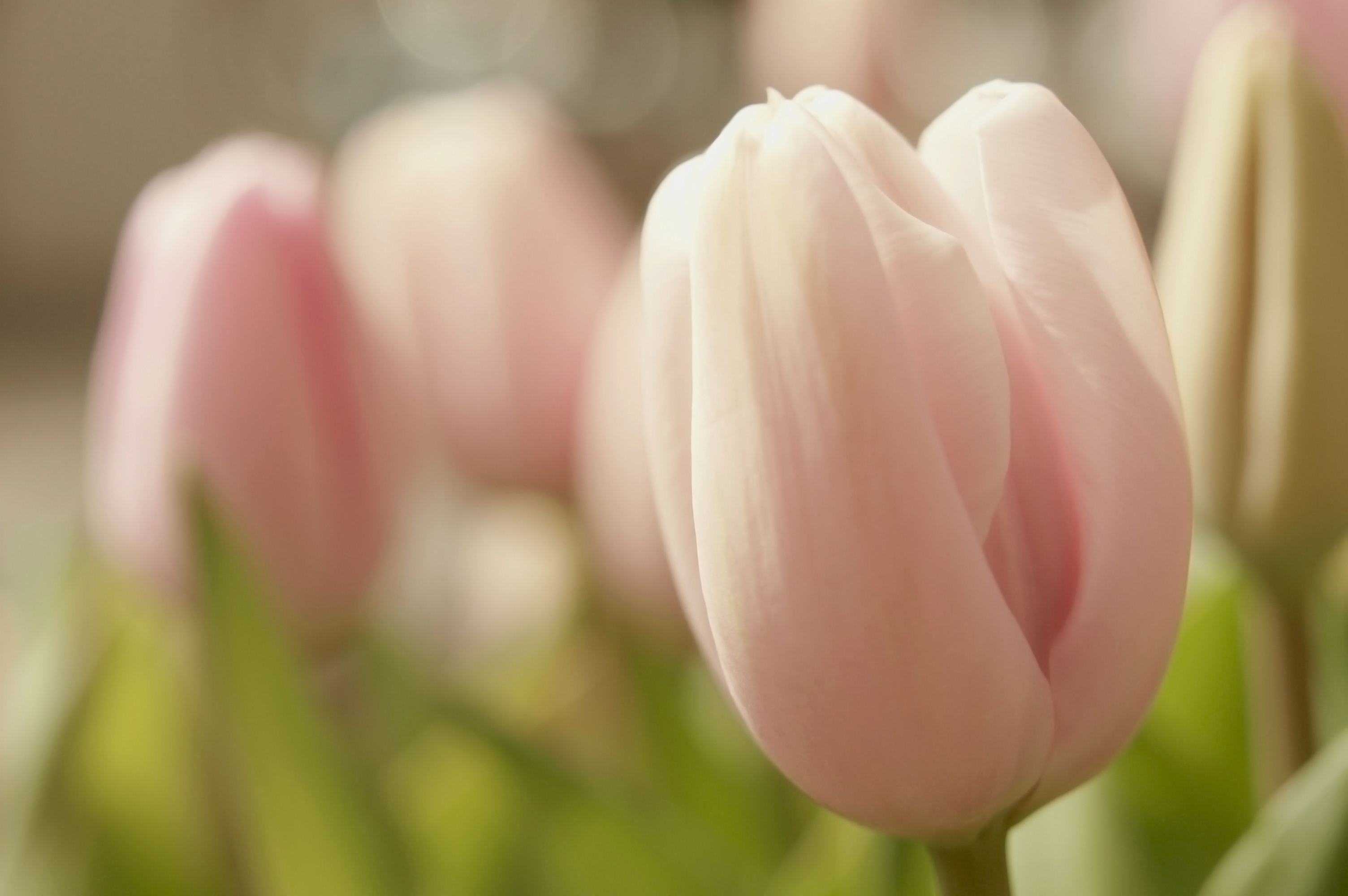 flowers, tulips, close up, tenderness, spring
