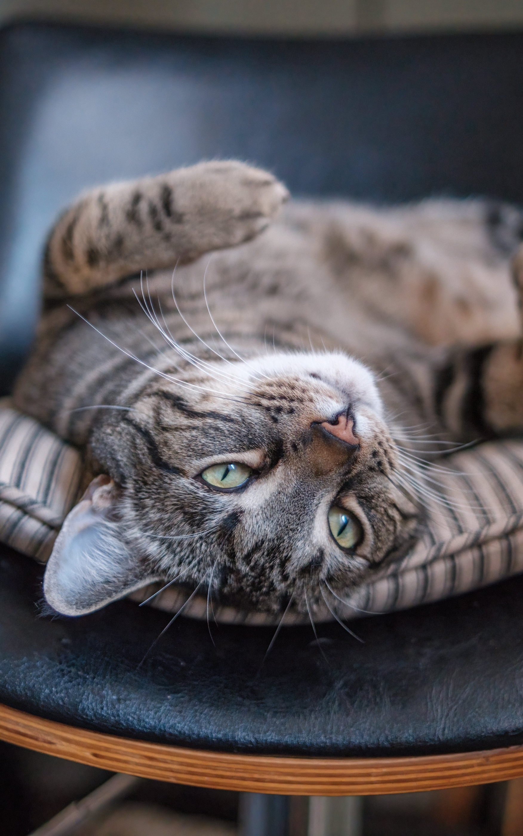 無料モバイル壁紙動物, ネコ, 猫をダウンロードします。