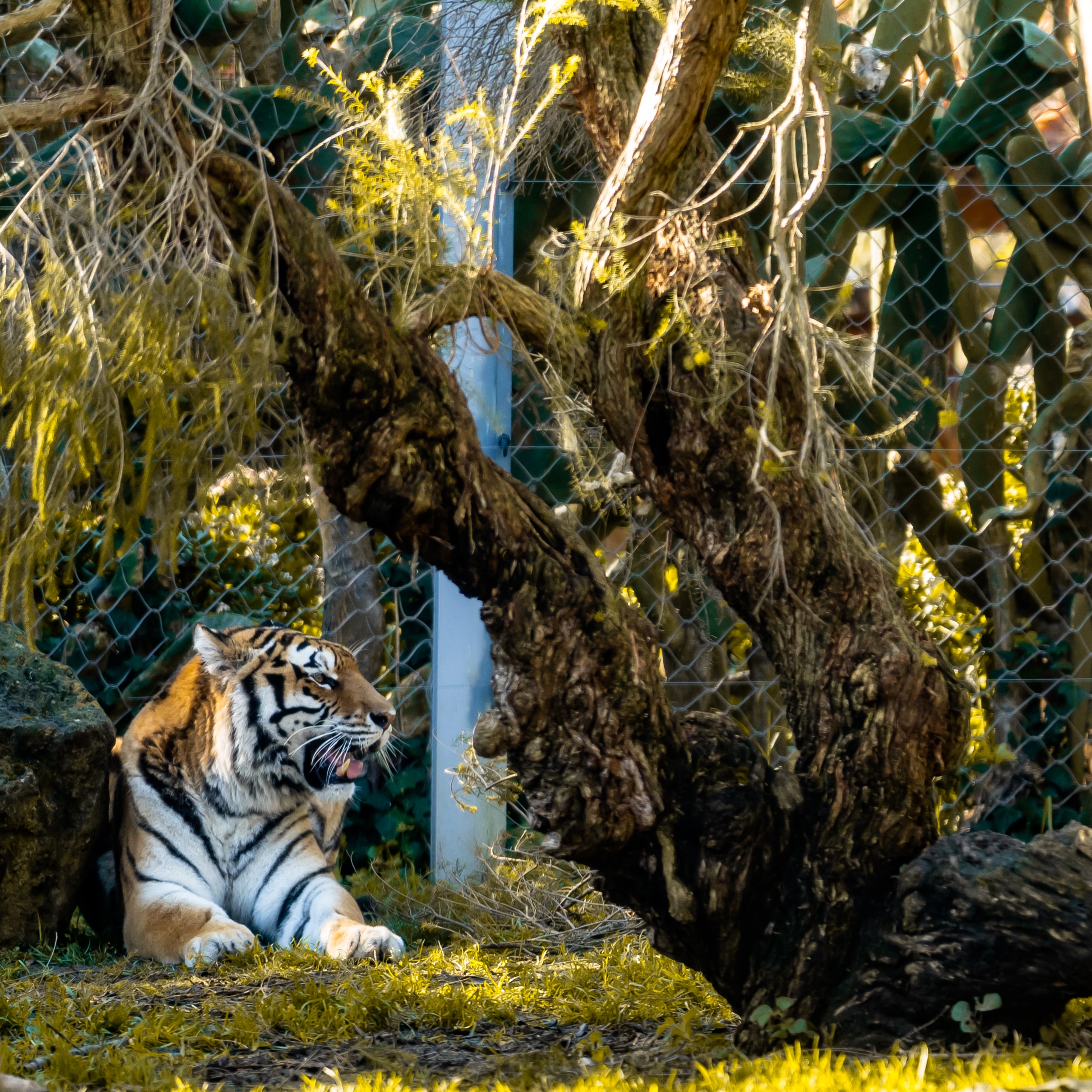Free download wallpaper Animals, Big Cat, Tiger, Predator, Beast on your PC desktop