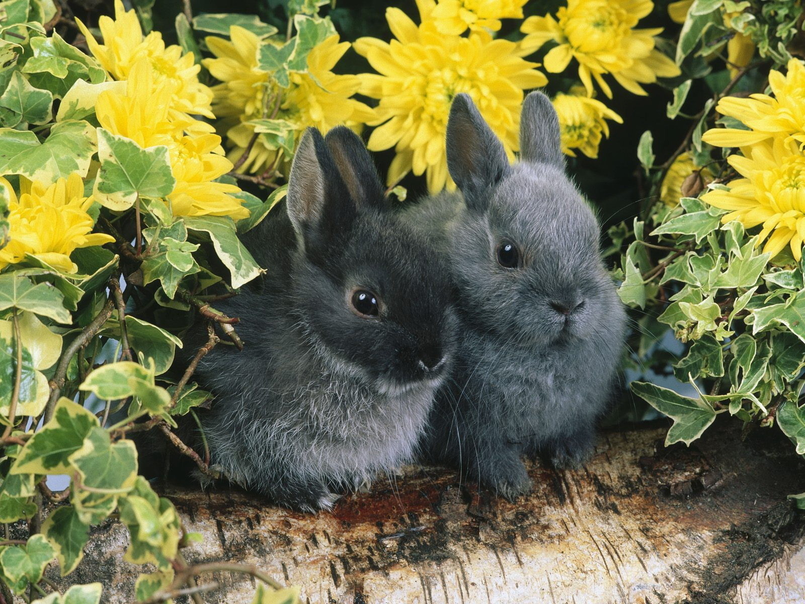 Скачать картинку Кролики, Животные в телефон бесплатно.