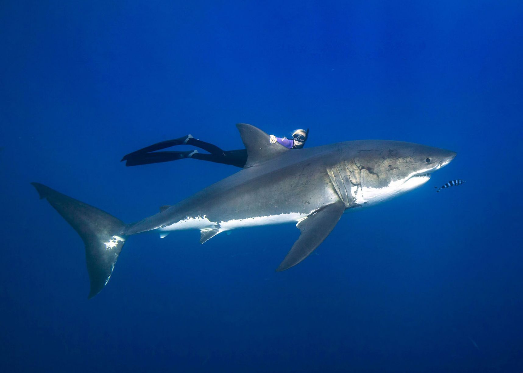 340088 baixar papel de parede animais, grande tubarão branco - protetores de tela e imagens gratuitamente