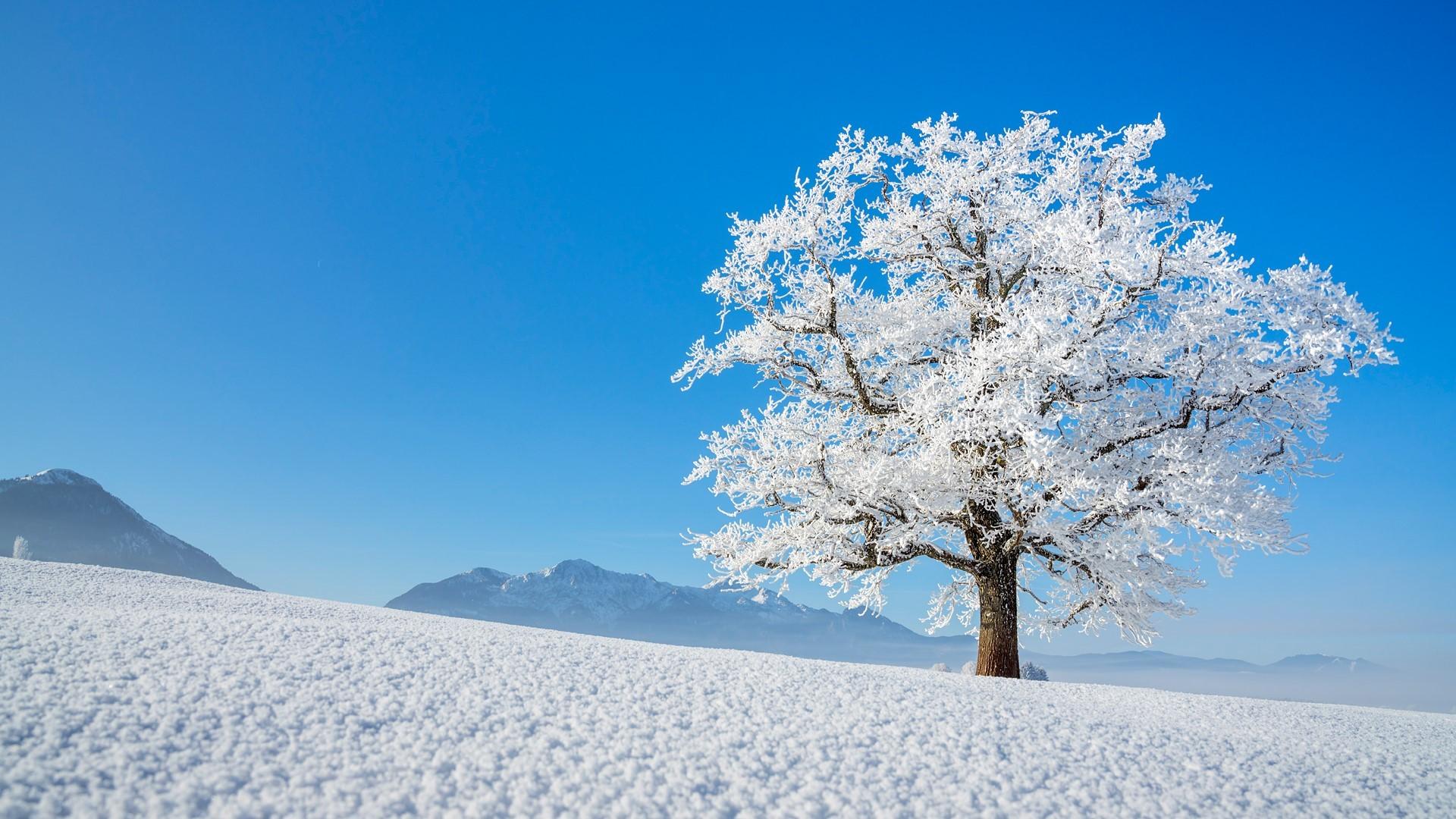 Download mobile wallpaper Winter, Snow, Tree, Earth for free.