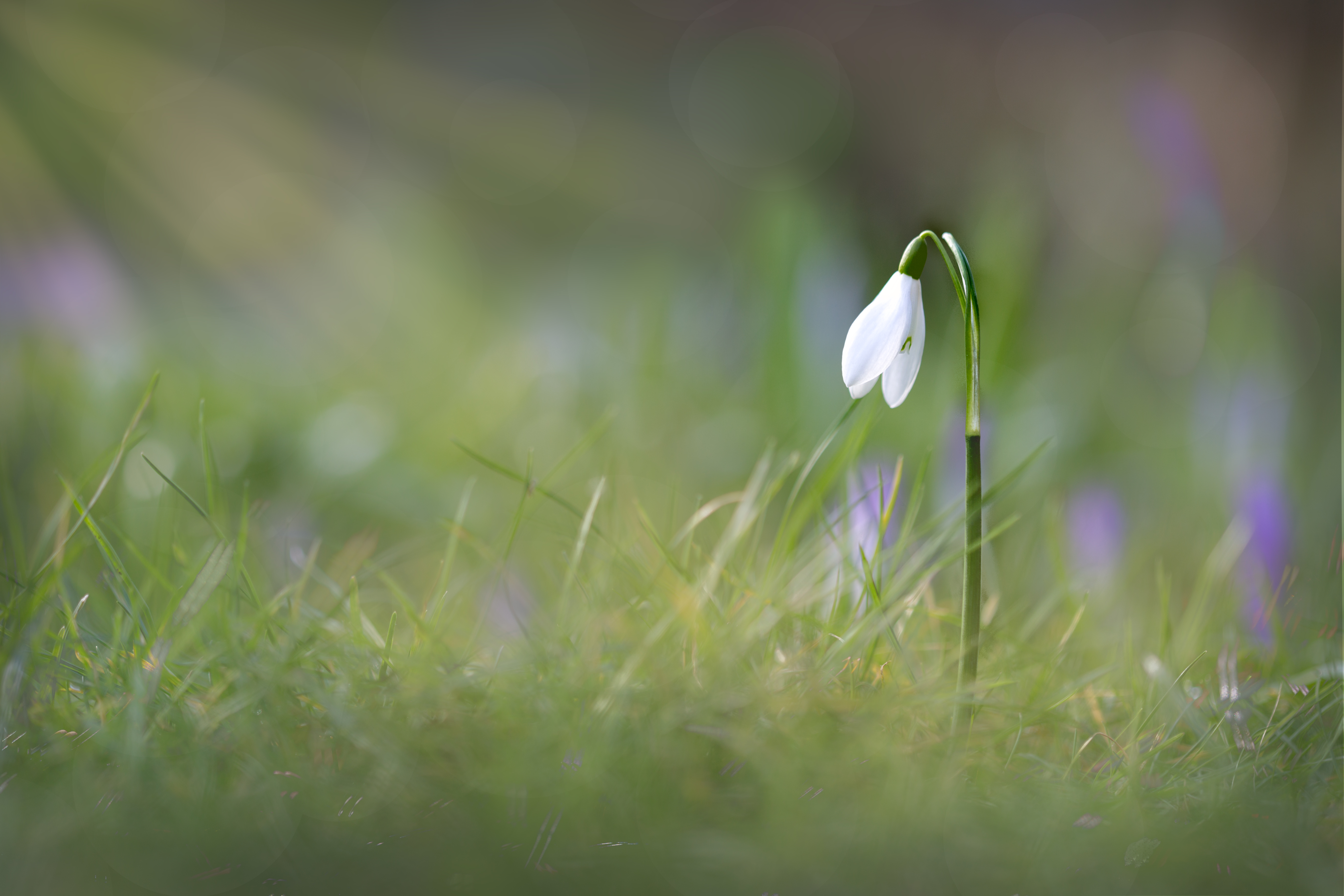 Download mobile wallpaper Flowers, Flower, Close Up, Earth, Snowdrop, White Flower for free.