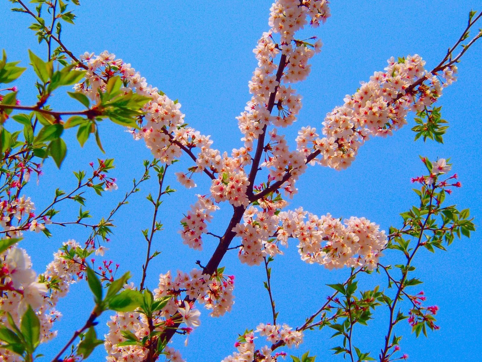 spring, bloom, sky, flowers, leaves, flowering, branch