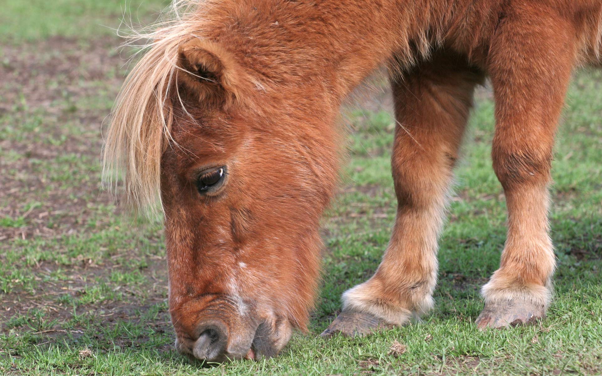 Laden Sie das Tiere, Hauspferd-Bild kostenlos auf Ihren PC-Desktop herunter