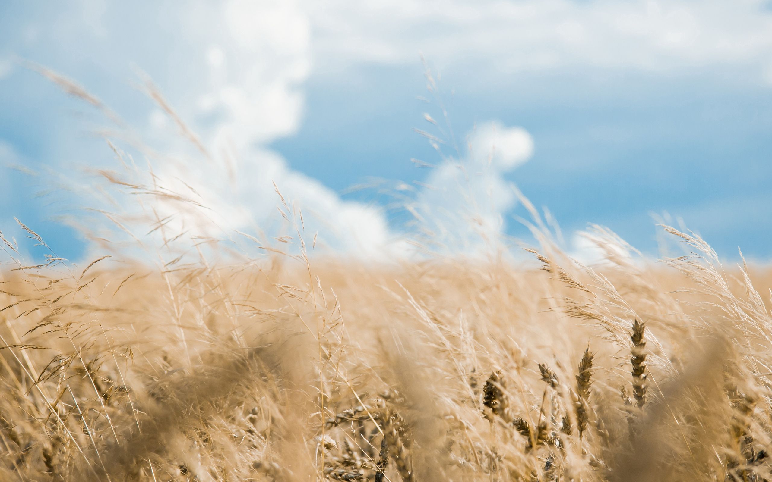 blur, nature, sky, clouds, smooth, field, ears, spikes HD wallpaper