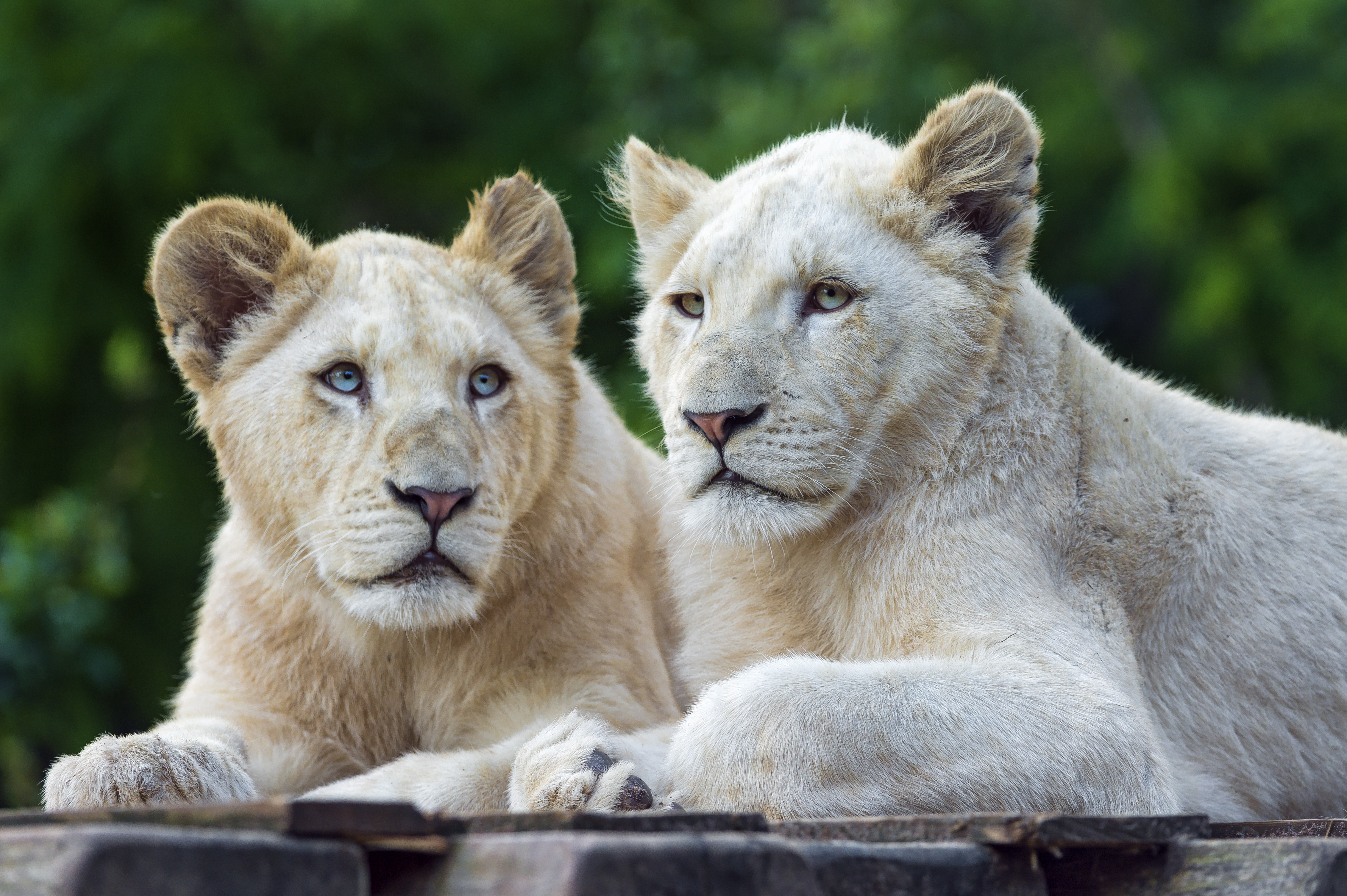 801827 baixar imagens animais, leão branco, animal bebê, filhote, leão - papéis de parede e protetores de tela gratuitamente